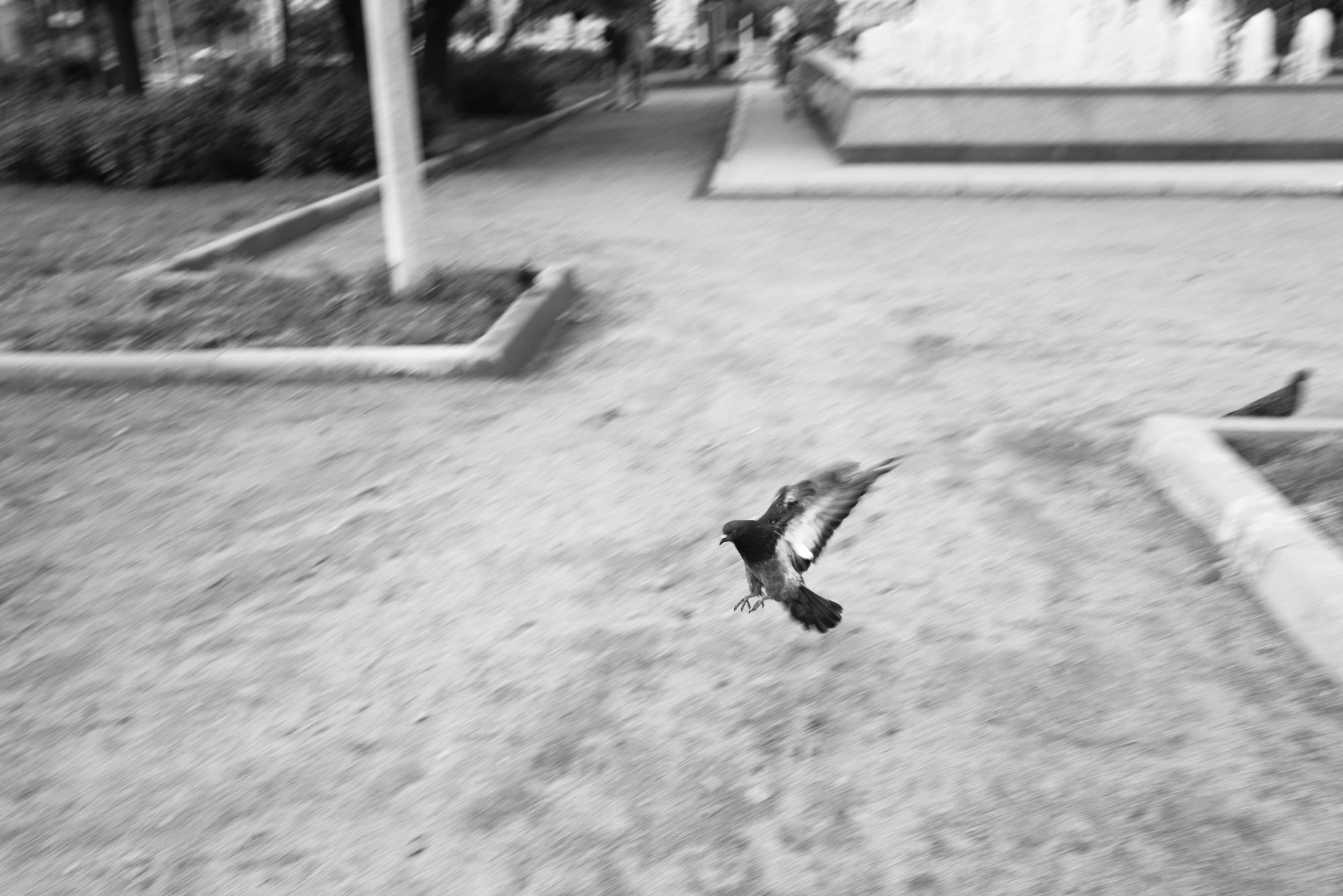 Мир тропы. Tatiana Mishchenko