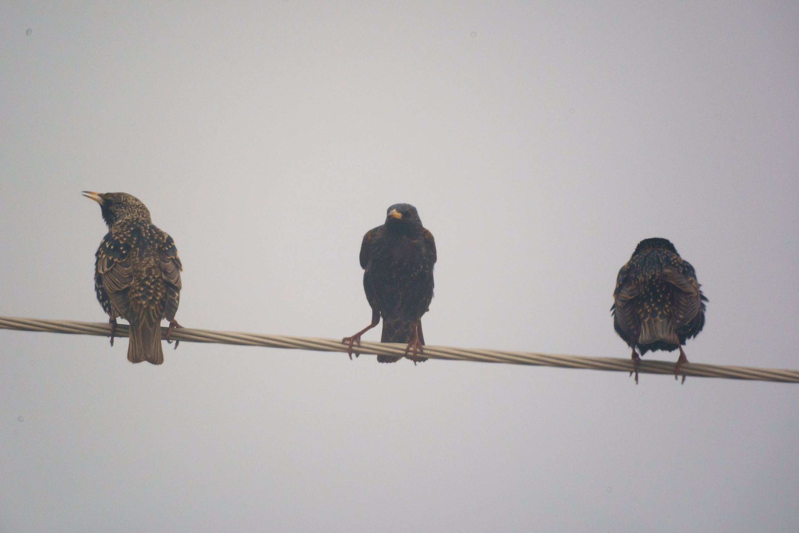 Animals — Животные