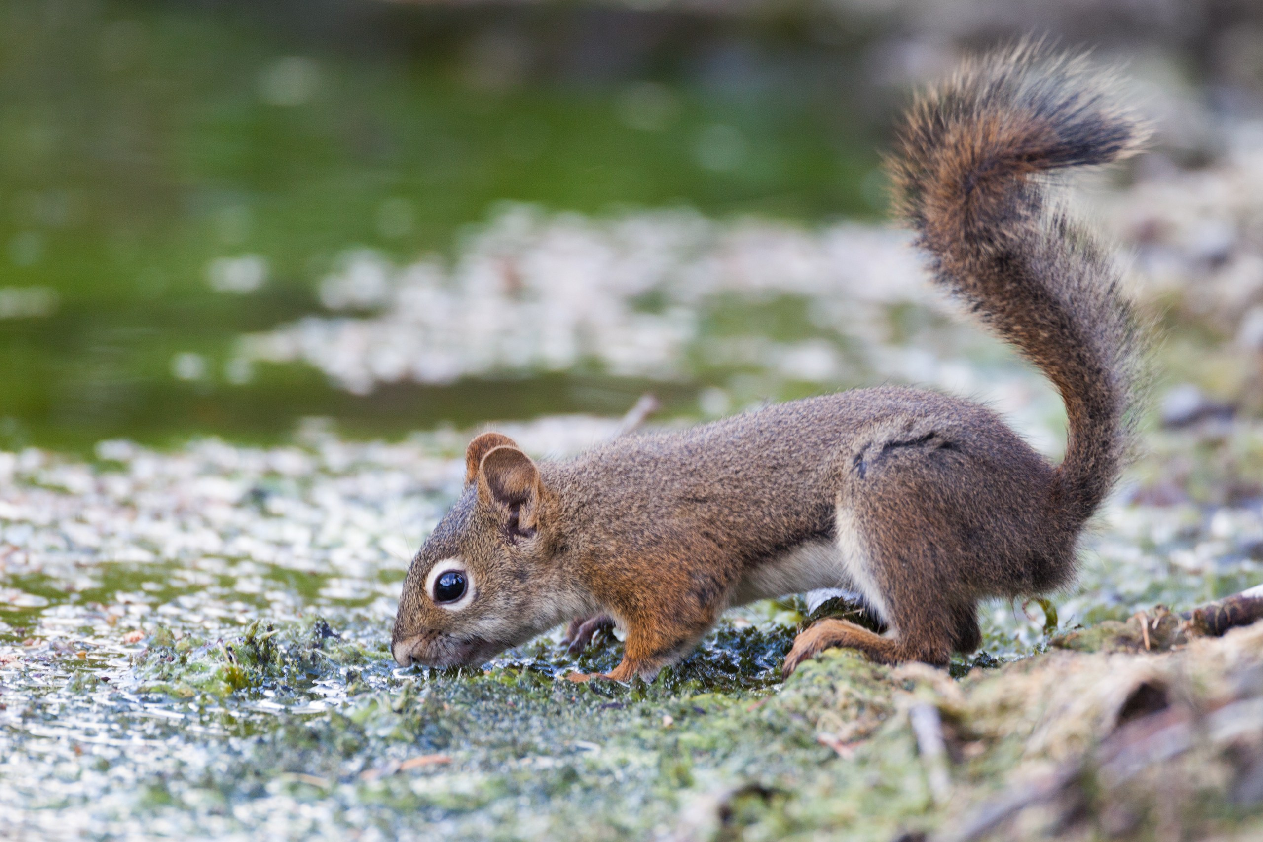 Канада. Фотограф Владимир Медведев
