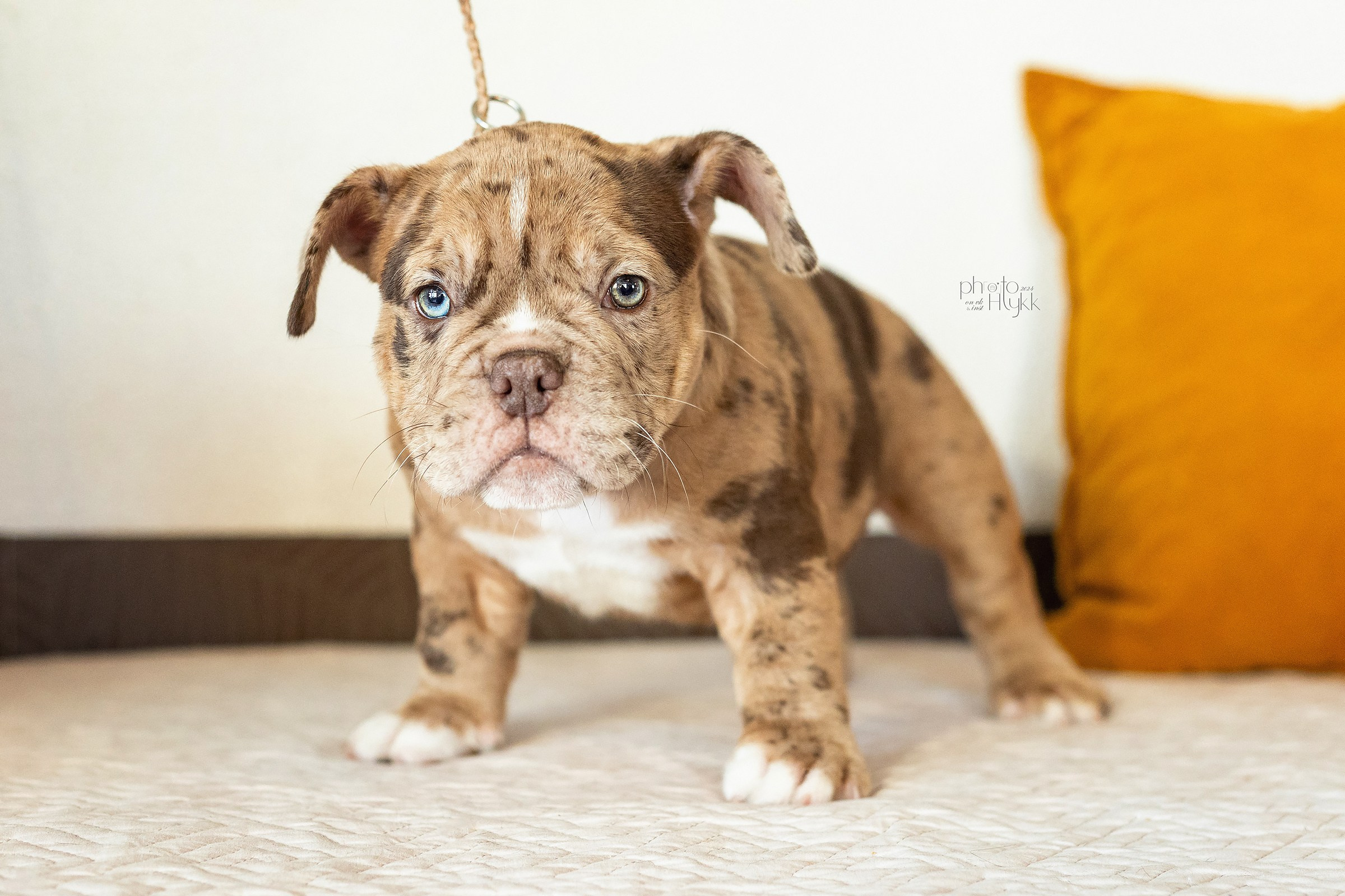 Щенки Американского булли + кошечка. Htykk_photo