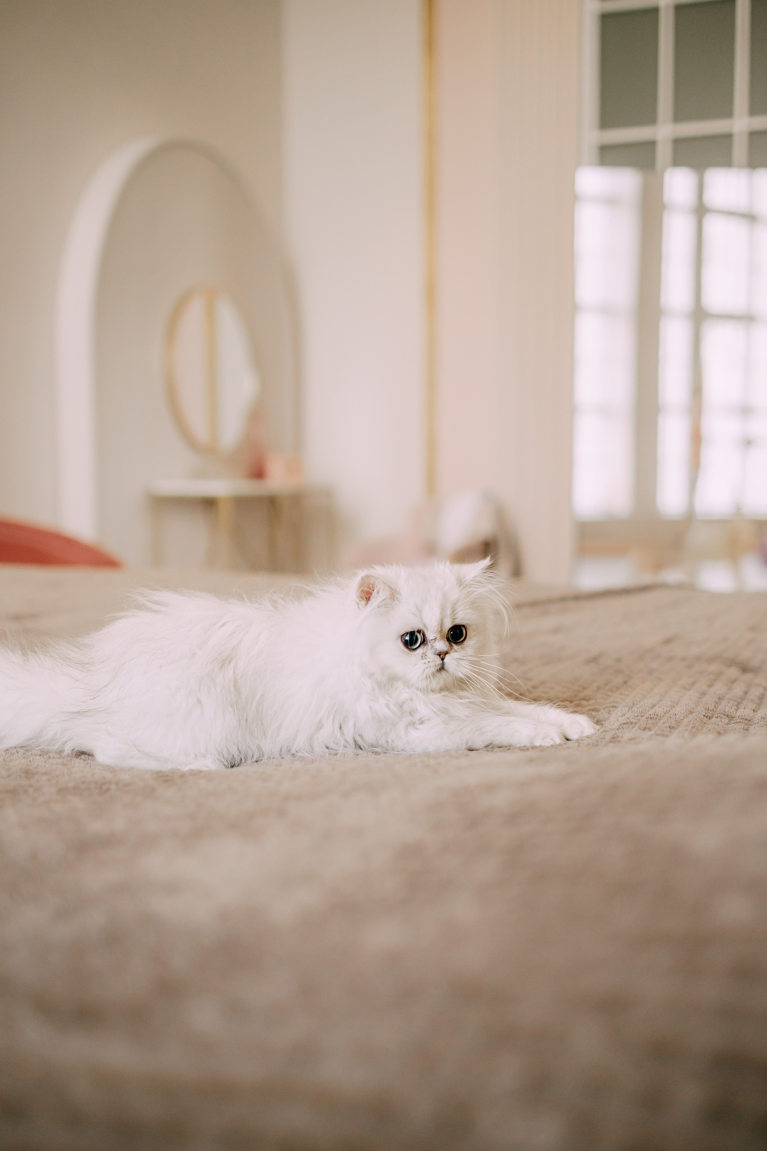 Султан, Мэй Мэй и Шанталь и их семья