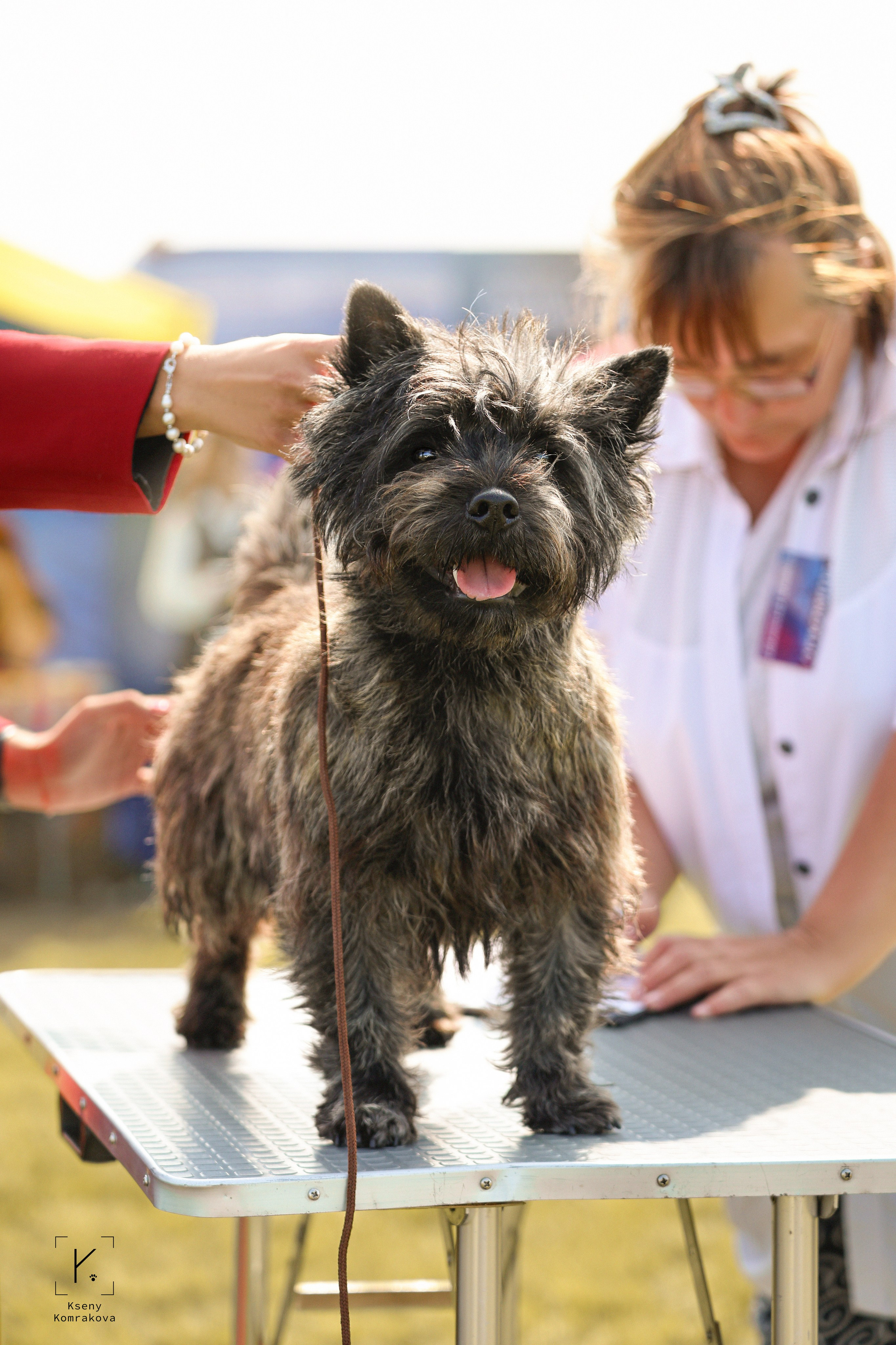 Съемка собак. Анималистика. Репортаж. Индивидуальная съемка