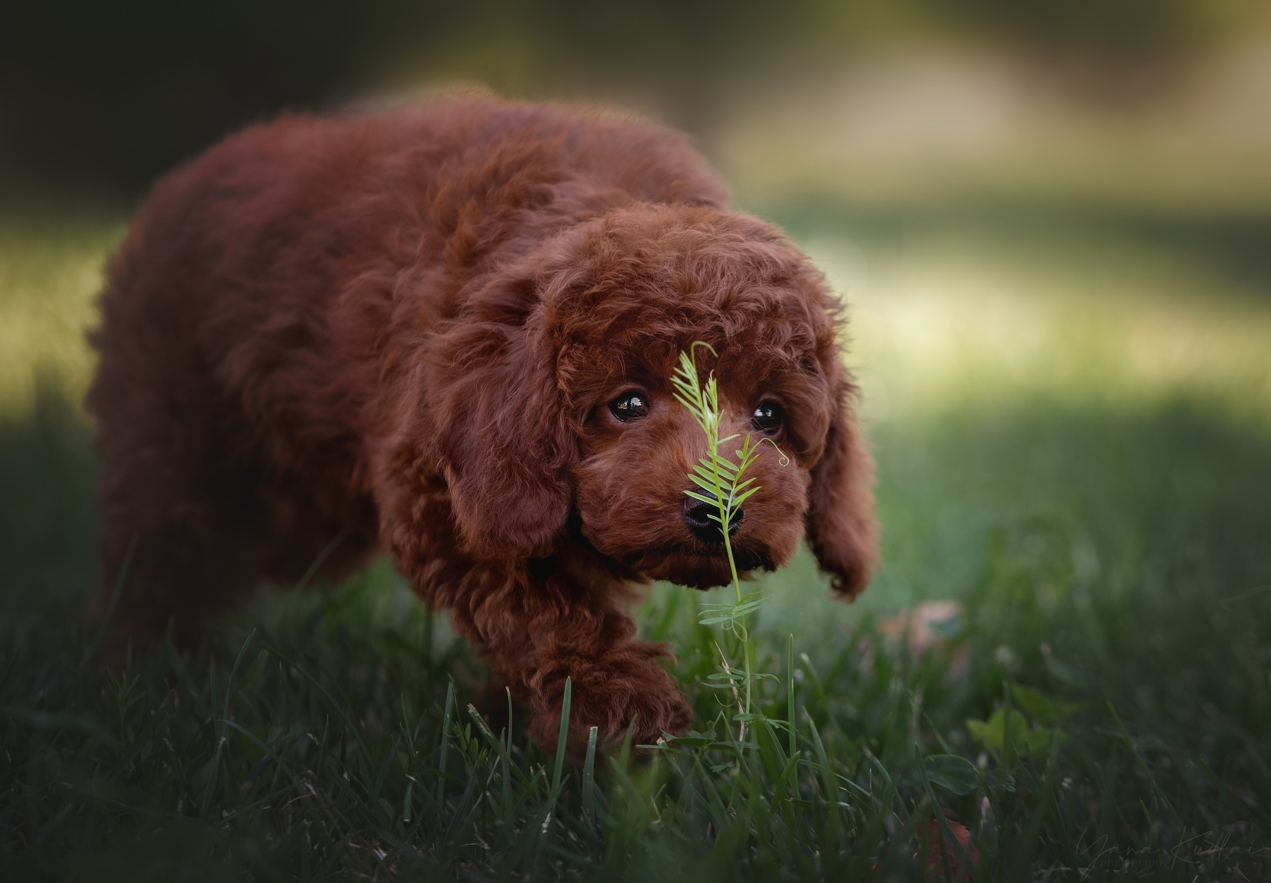 Фотограф анималист Ставрополь Яна Кудлай