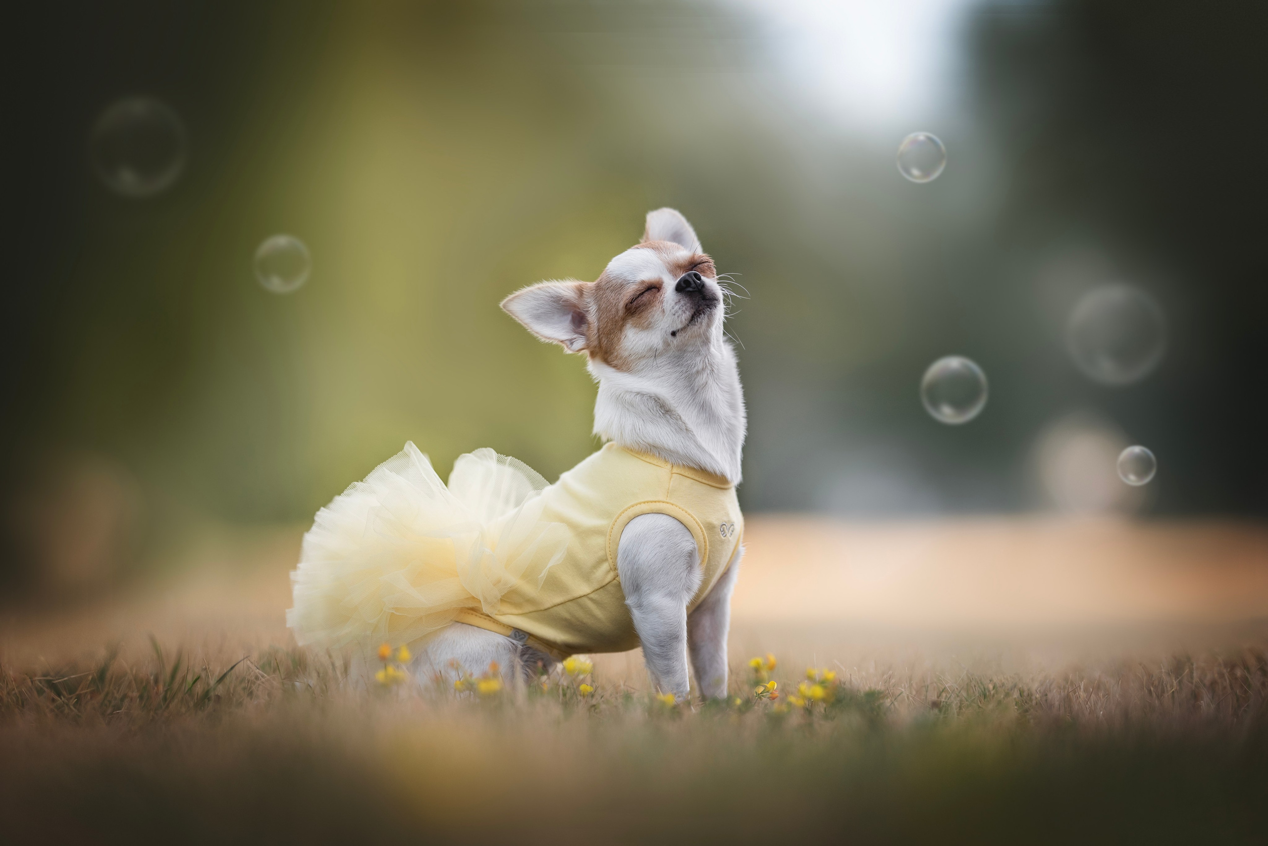Стоимость. Фотограф-анималист Анастасия Фадеева