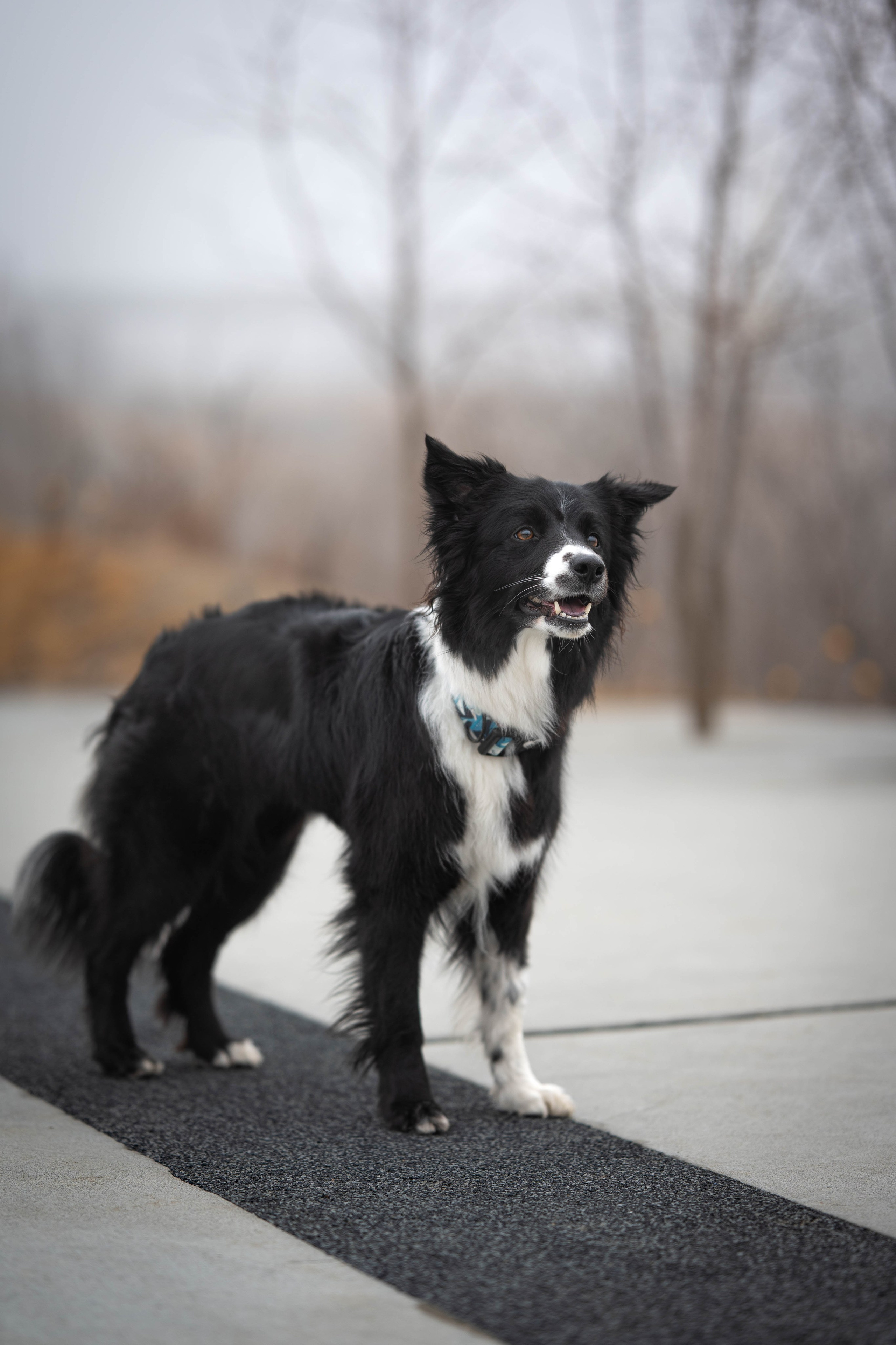 Прогулка в парке на Торфяном озере: Йокка. Фотограф-анималист Анастасия Фадеева