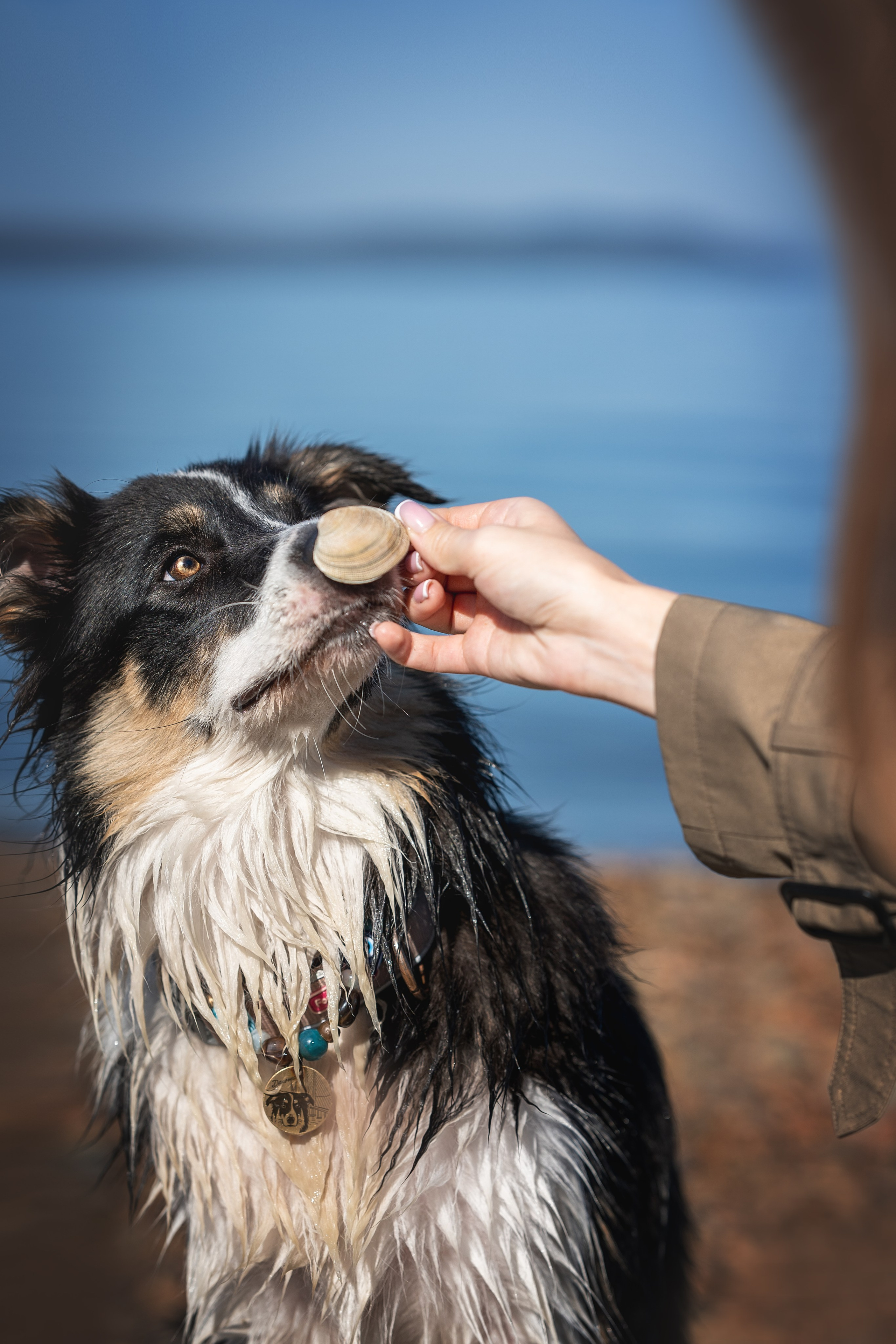 Прогулка на Кунгасном пляже: Соня и Дакота. Фотограф-анималист Анастасия Фадеева