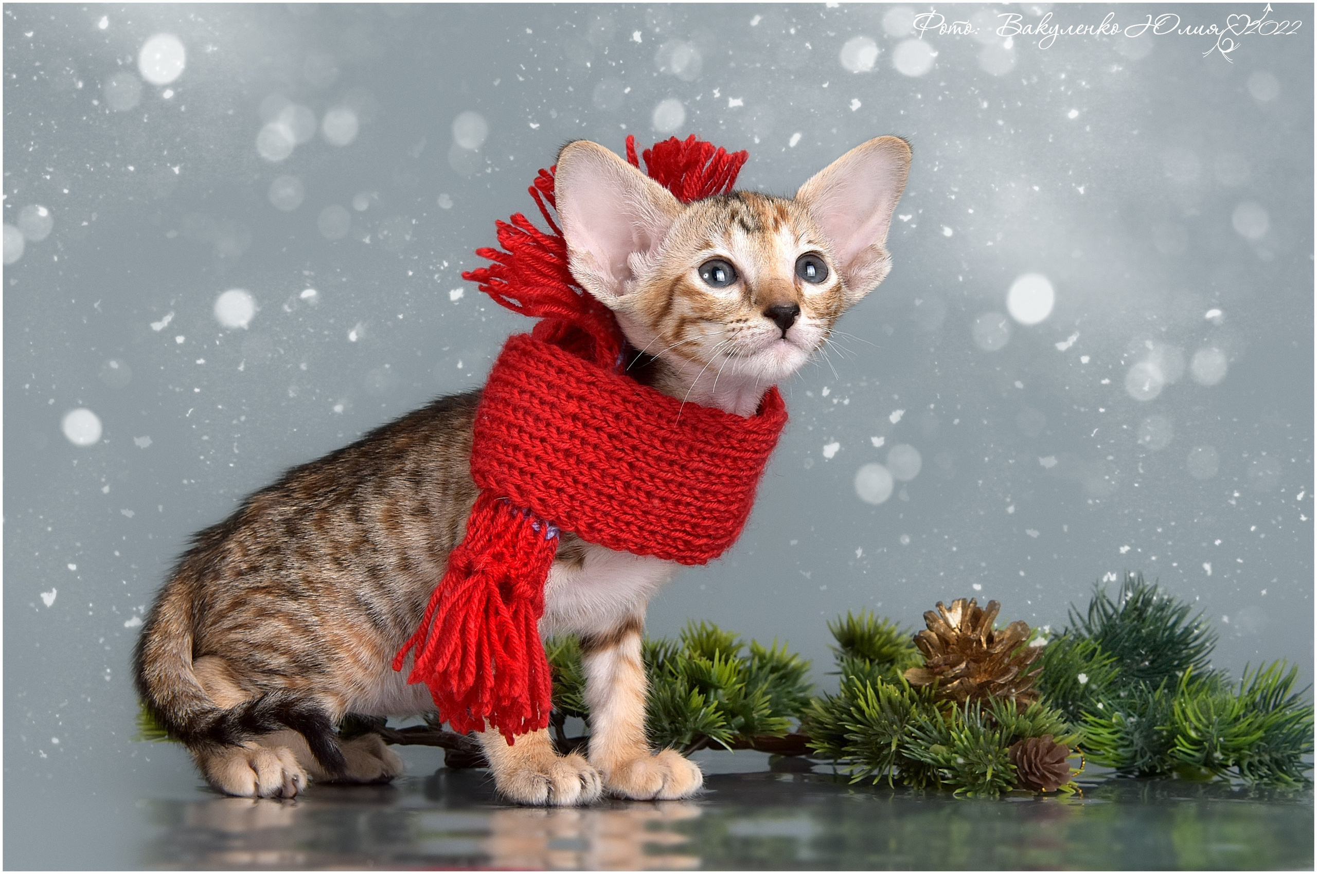 Котята. Фотограф анималист | семейный Юлия Вакуленко, г. Краснодар