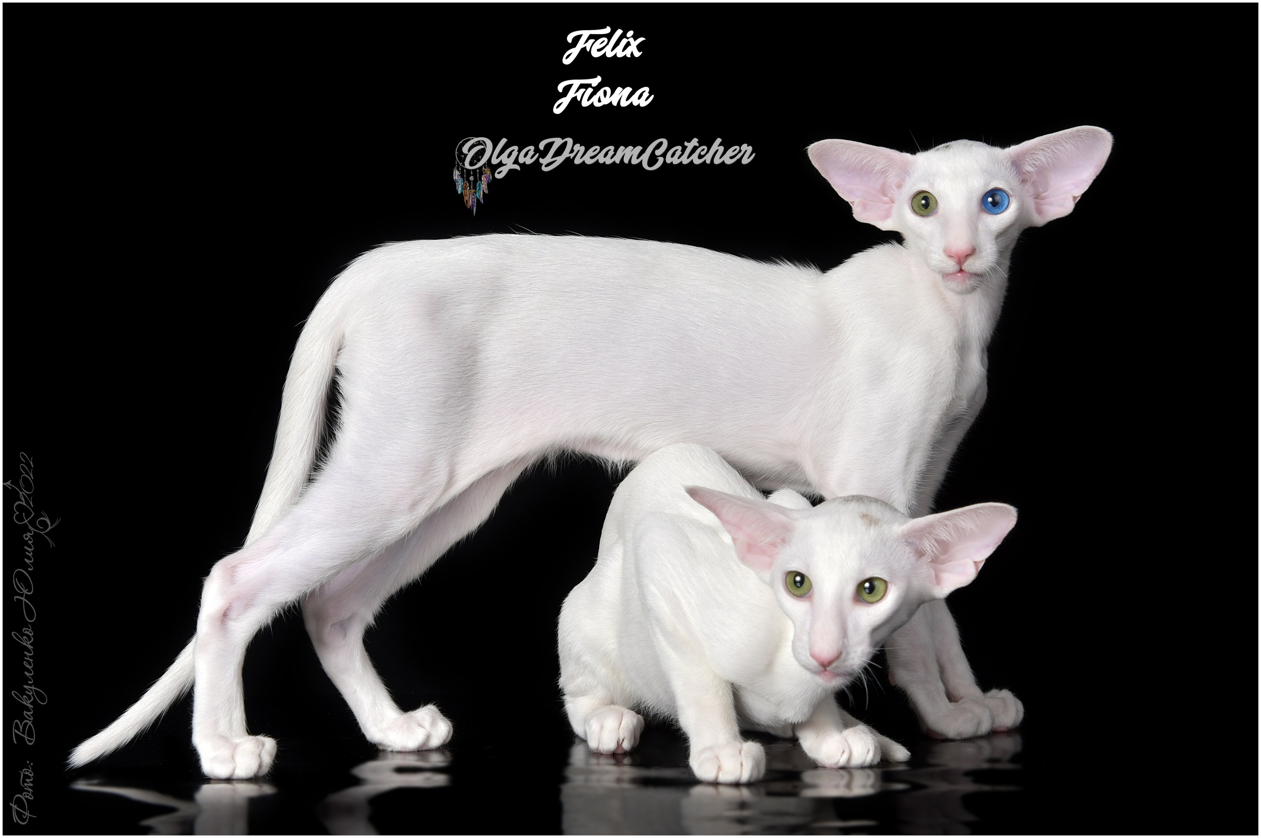 Взрослые. Фотограф анималист | семейный Юлия Вакуленко, г. Краснодар