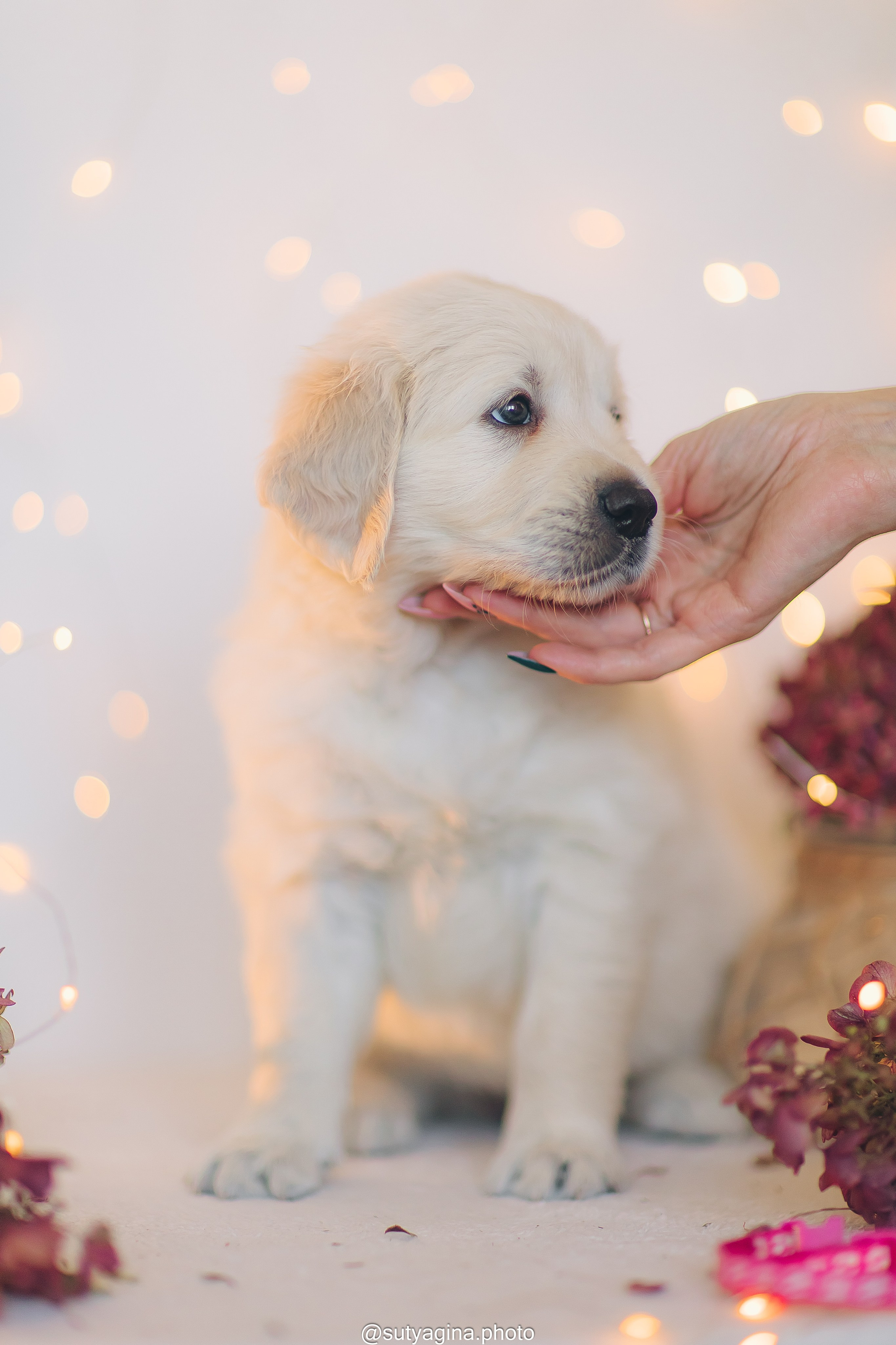 Розовый ошейник. Свадебный и женский фотограф