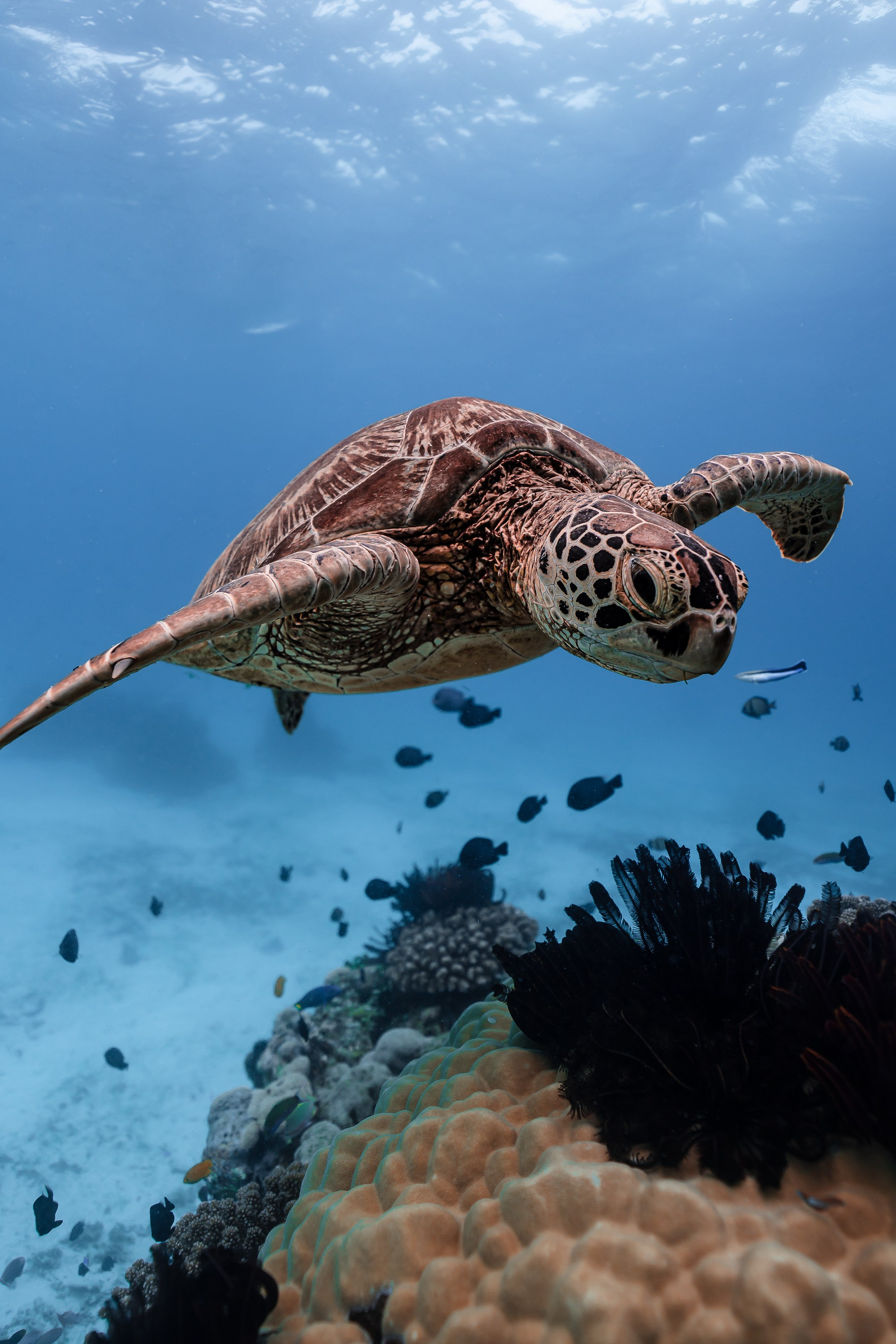 Черепахи. Подводный фотограф на Филиппинах Синицина Дарья