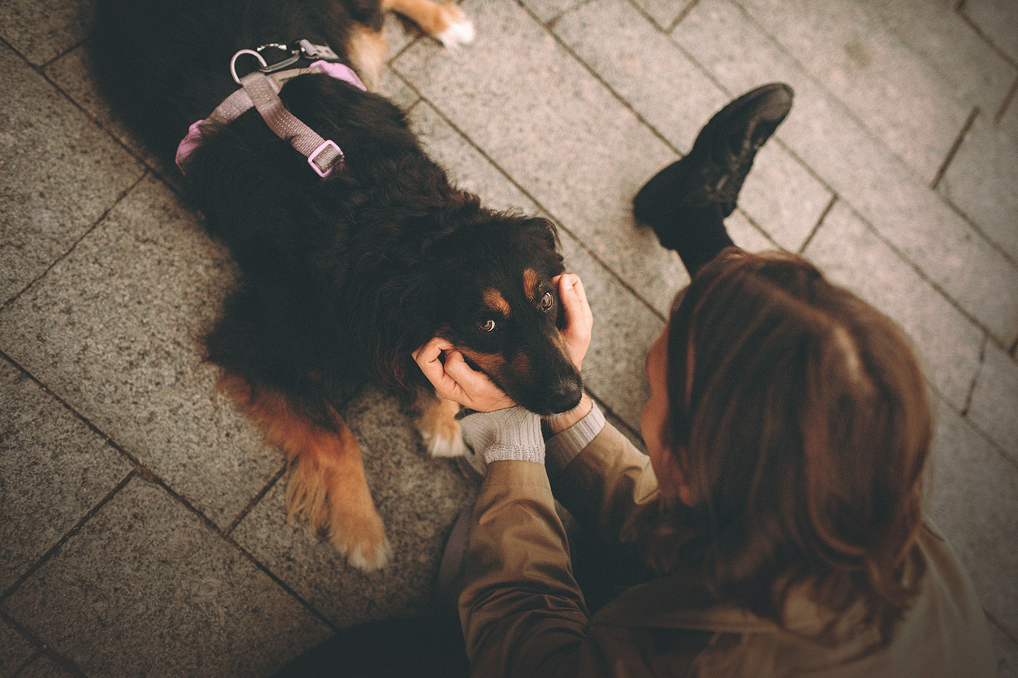 Денис и Бося. Фотограф-анималист • love-story • Санкт-Петербург