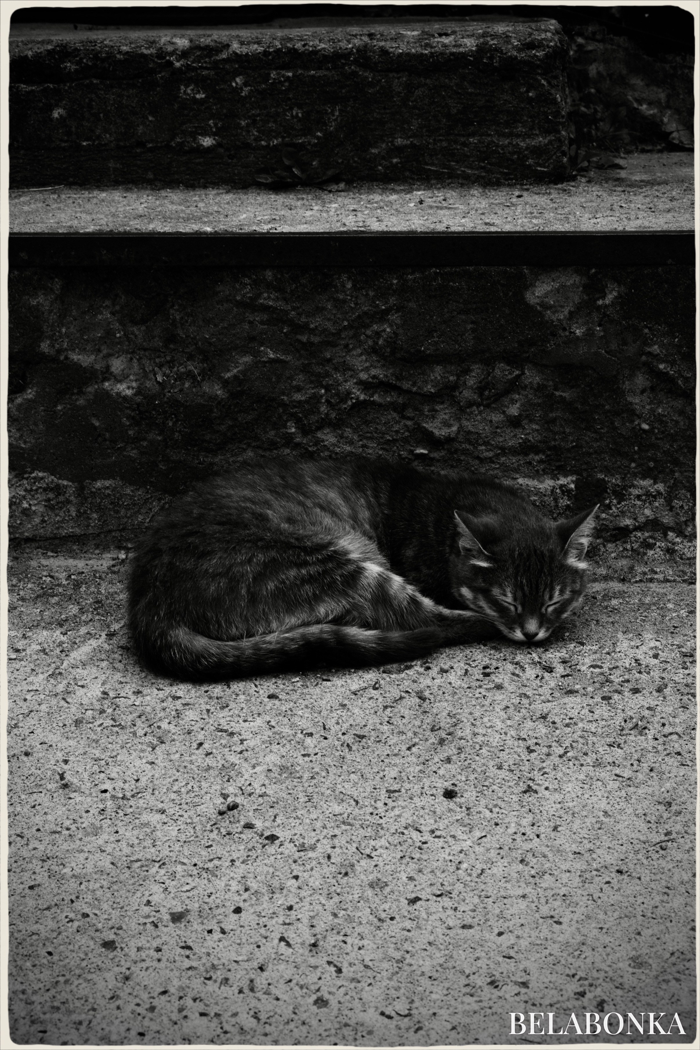 Животные. Фотограф Маргана Лоция