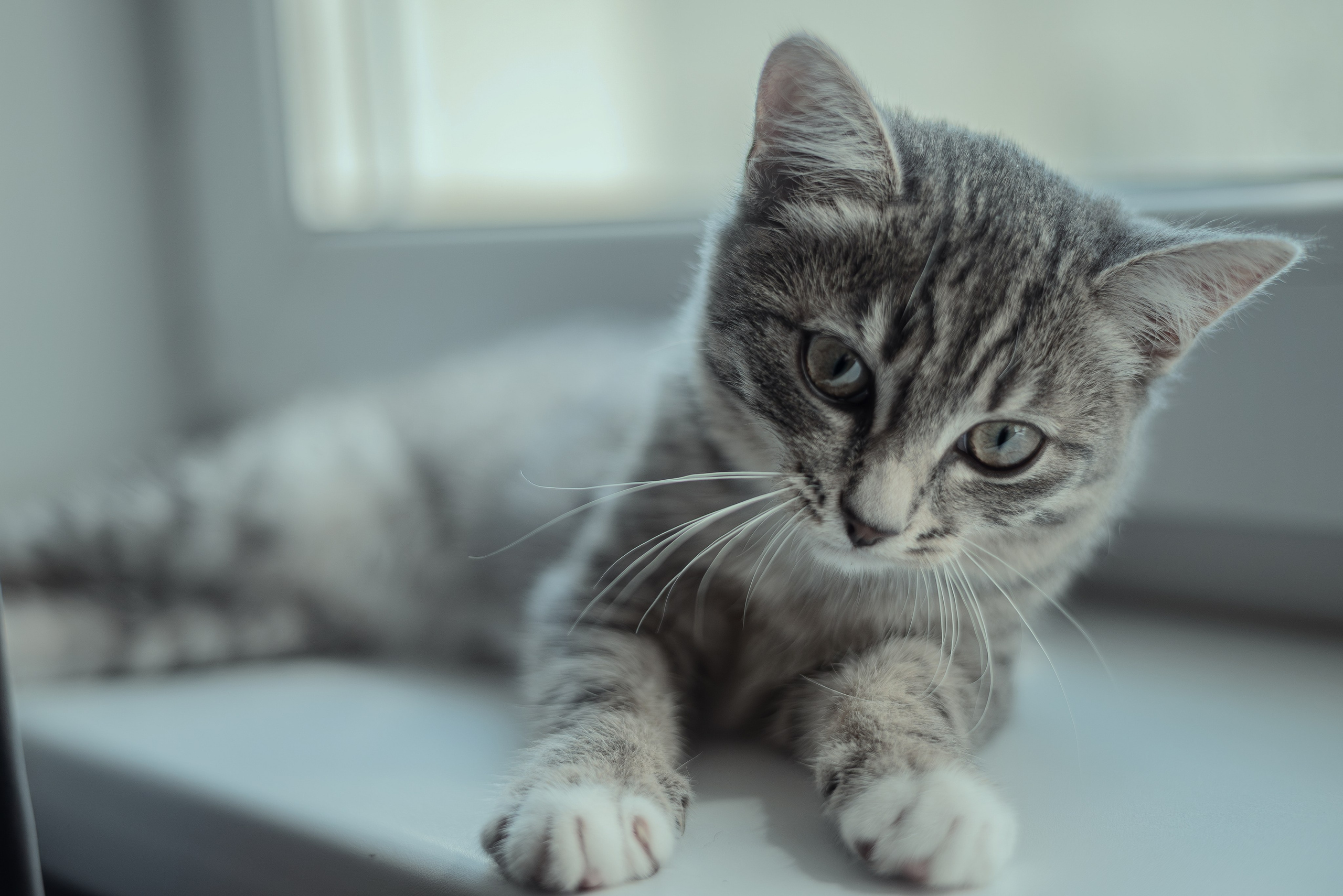 Энималс. Место {не}банальных фото