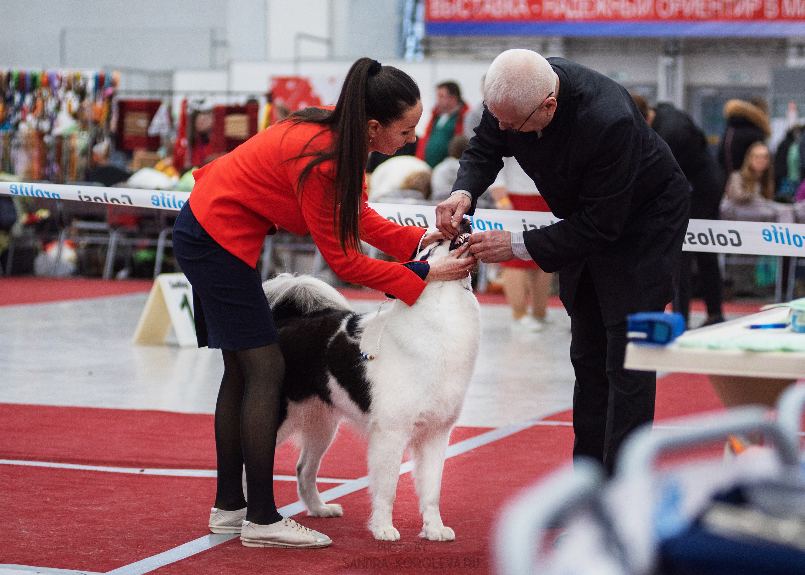 Выставка собак тюмень 14.01.2023. Дог-фотограф в Тюмени Александра Королева