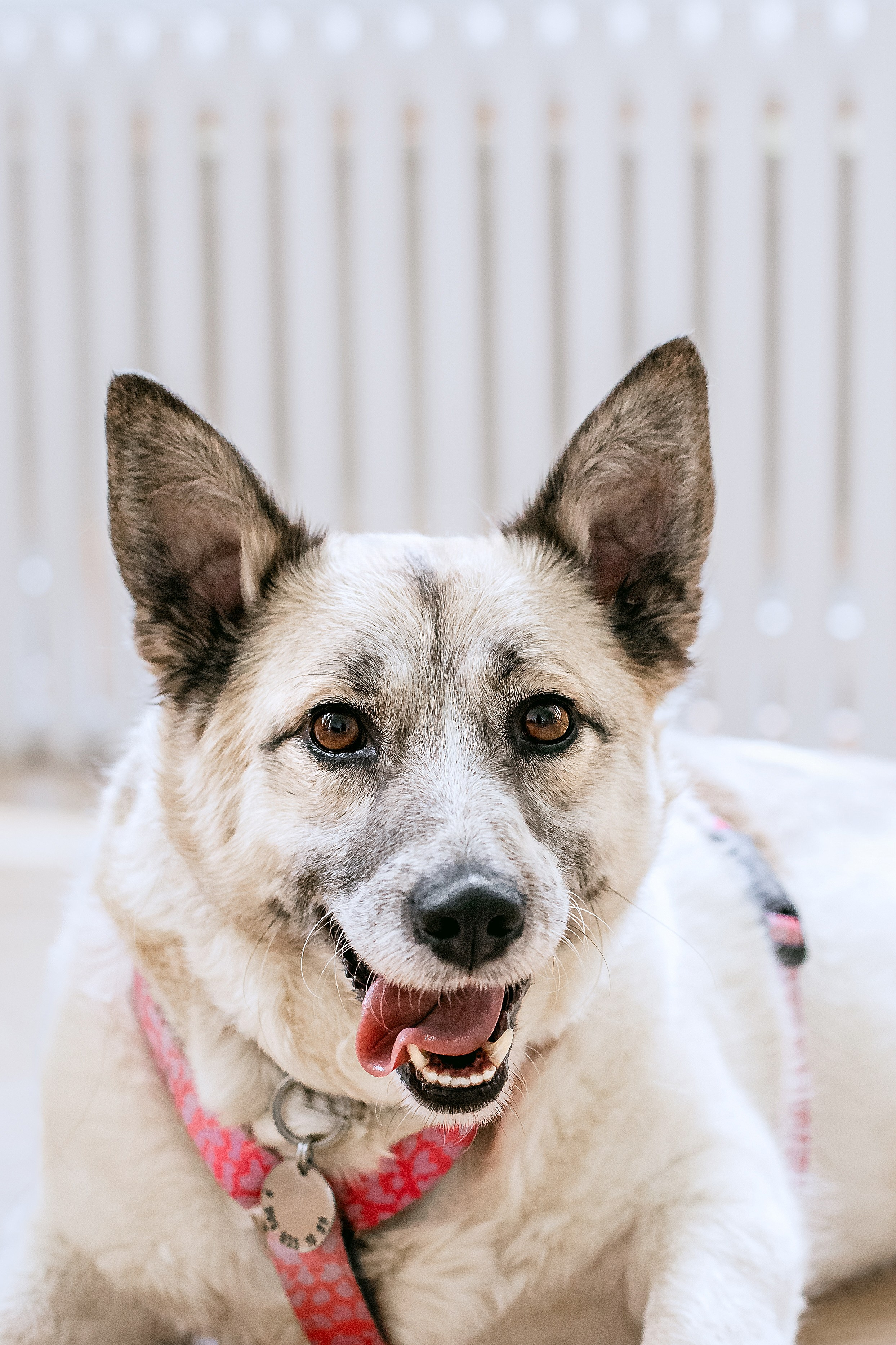 Студия лето 2025. Фотограф-анималист Татьяна Степанова