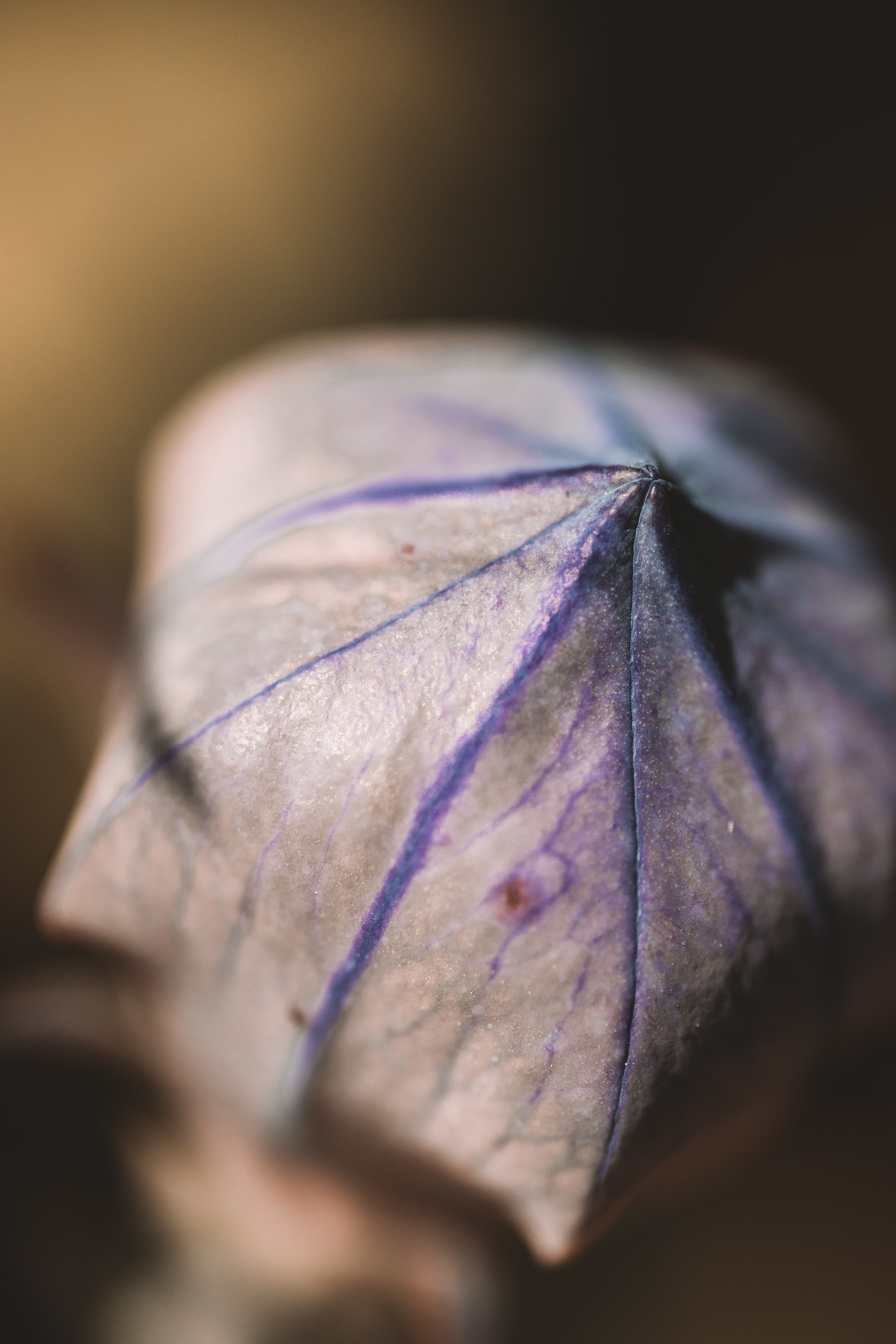 Macro. Фотограф на Юге России