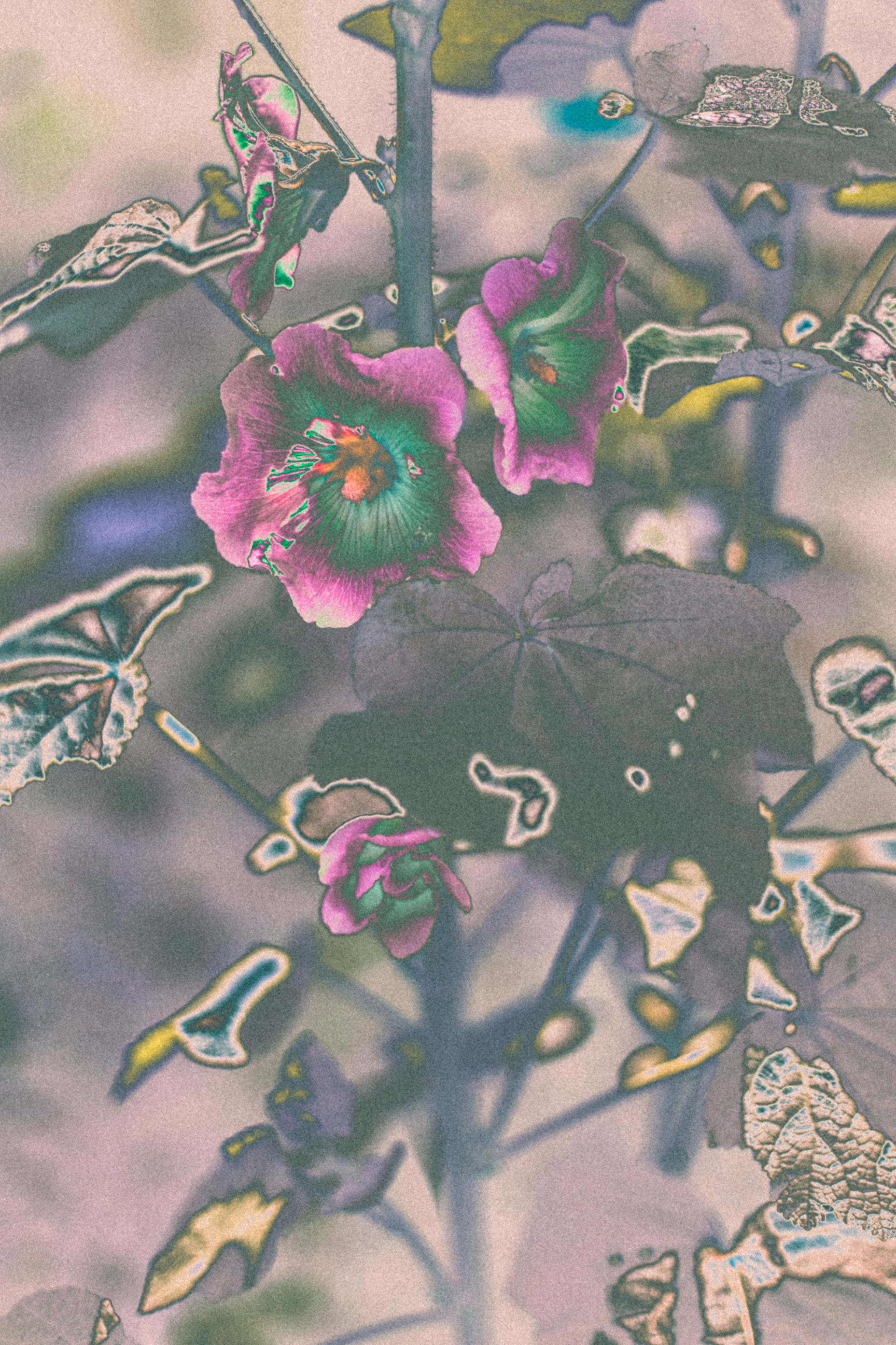 NON-EXISTENT FLOWERS. Фотограф Евгений Чащихин RGB АРХИТЕКТОР в Перми