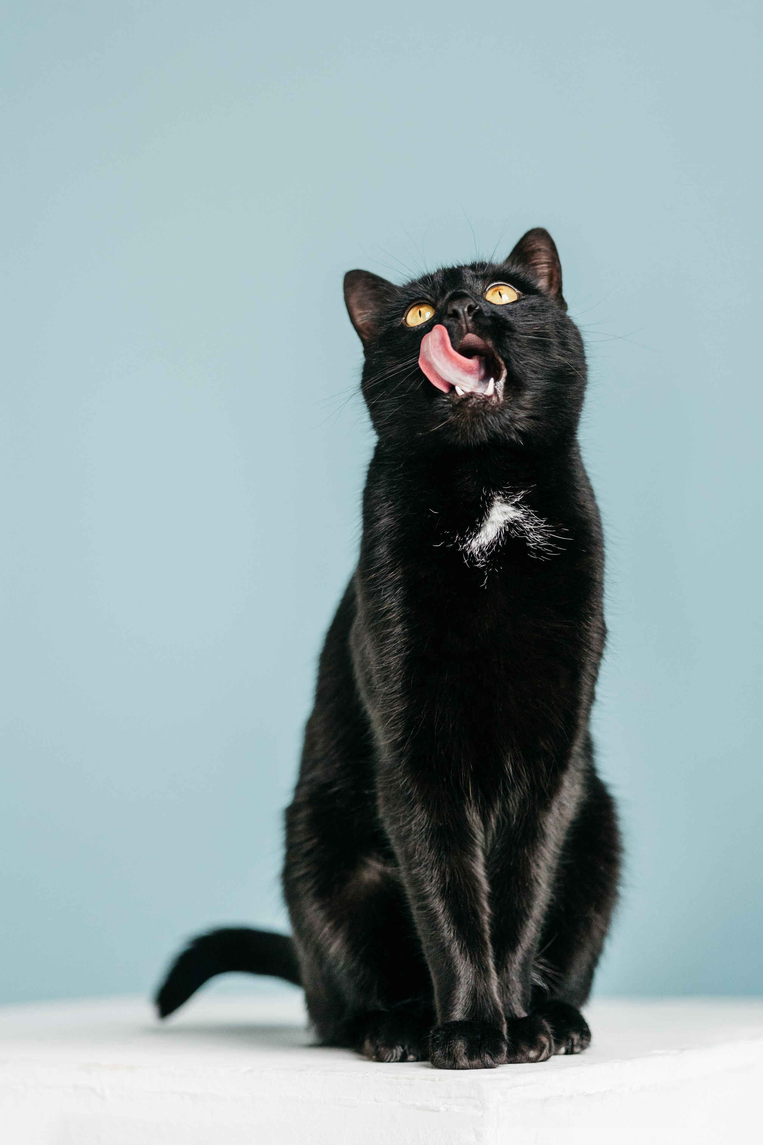 Кузя. Фотограф-анималист Елена Радченко, Москва