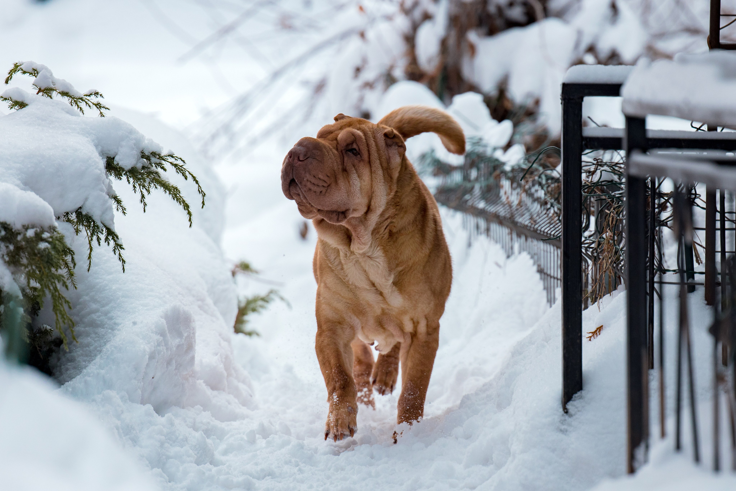 В гостях у шарпеев 16.01.2024. Фотограф-анималист Юлия Германика