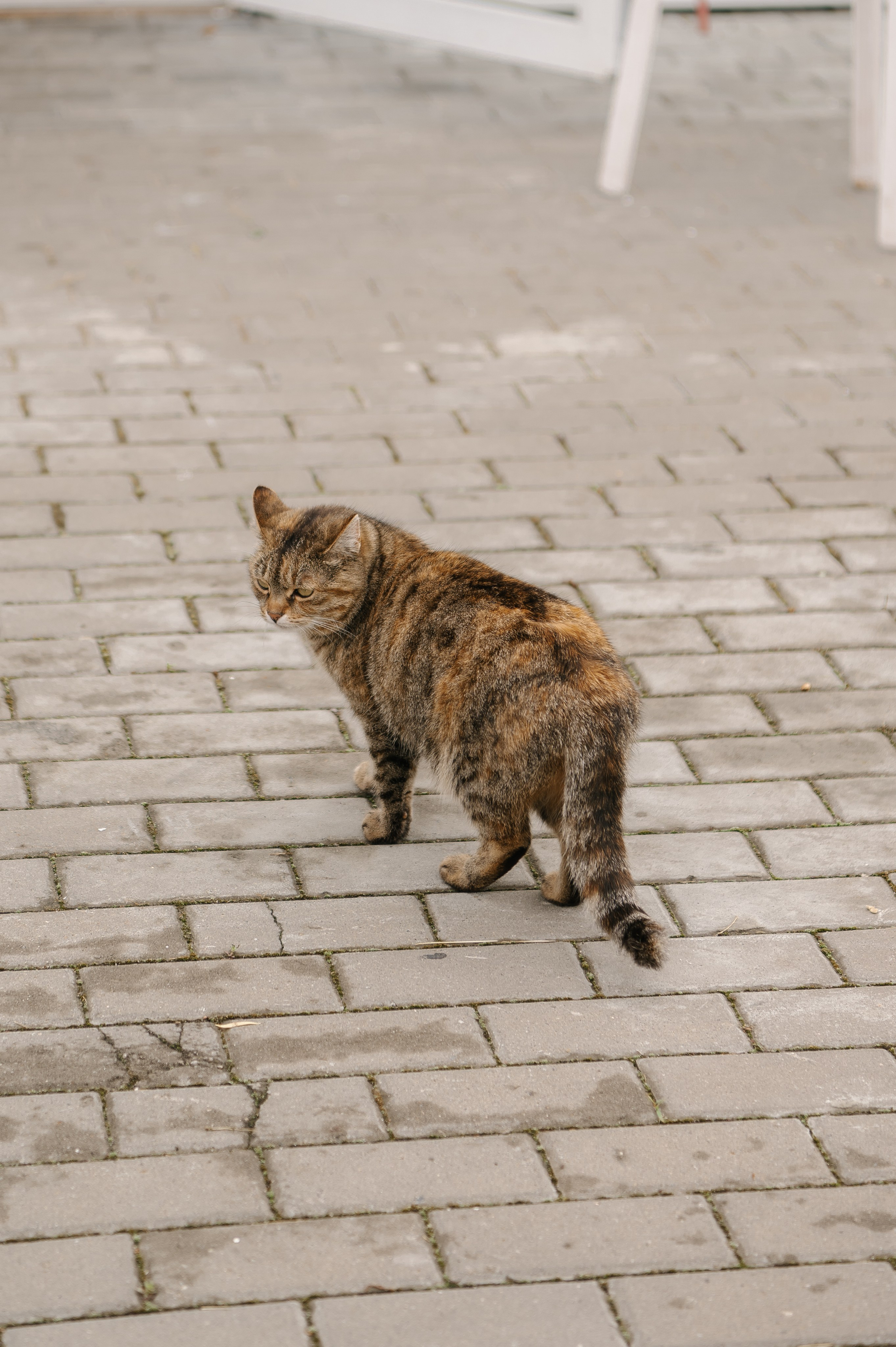Вячеслав и Ксения. Свадебный фотограф Белгород