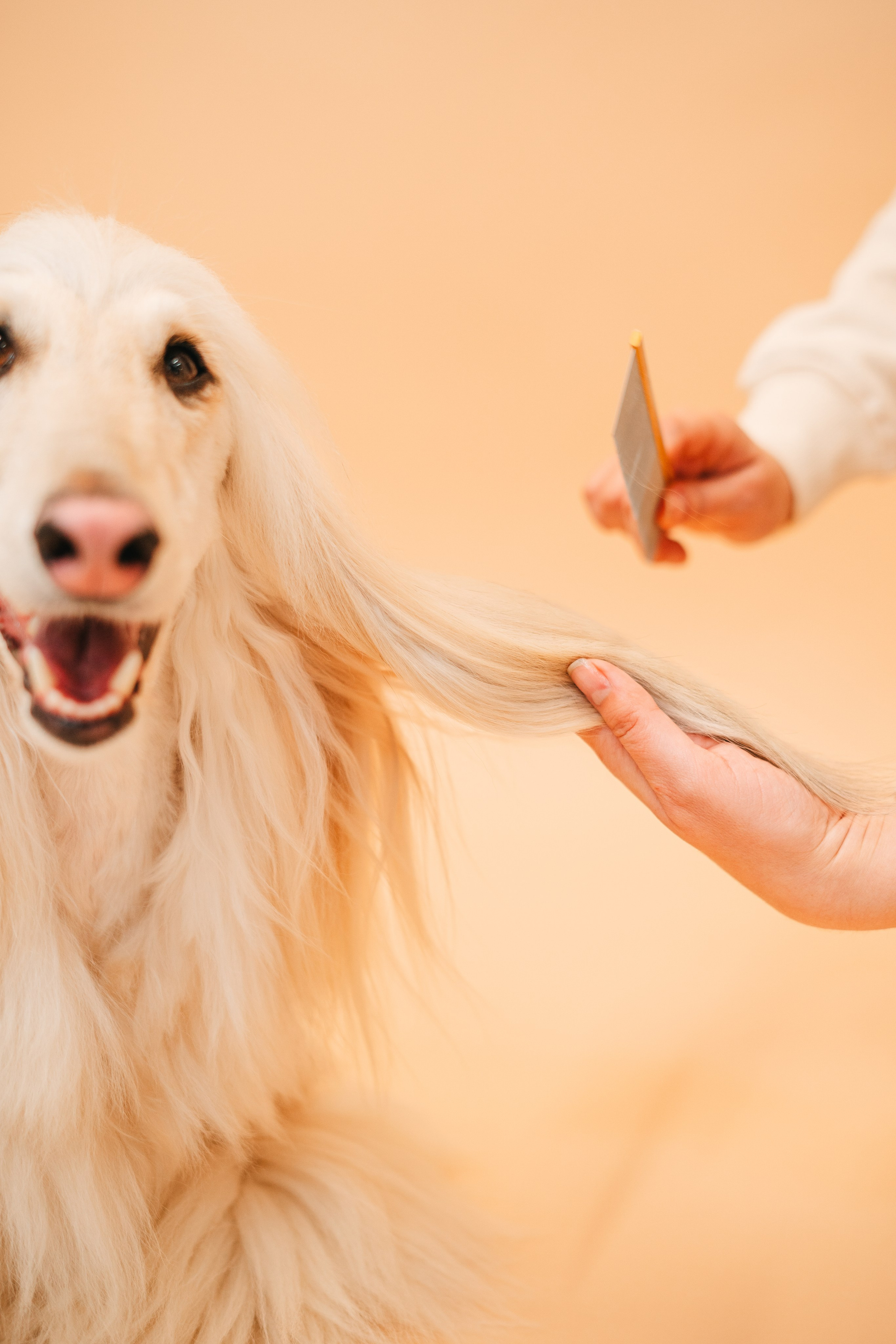Груминг — салон. Фотограф анималист Осипчикова Мария