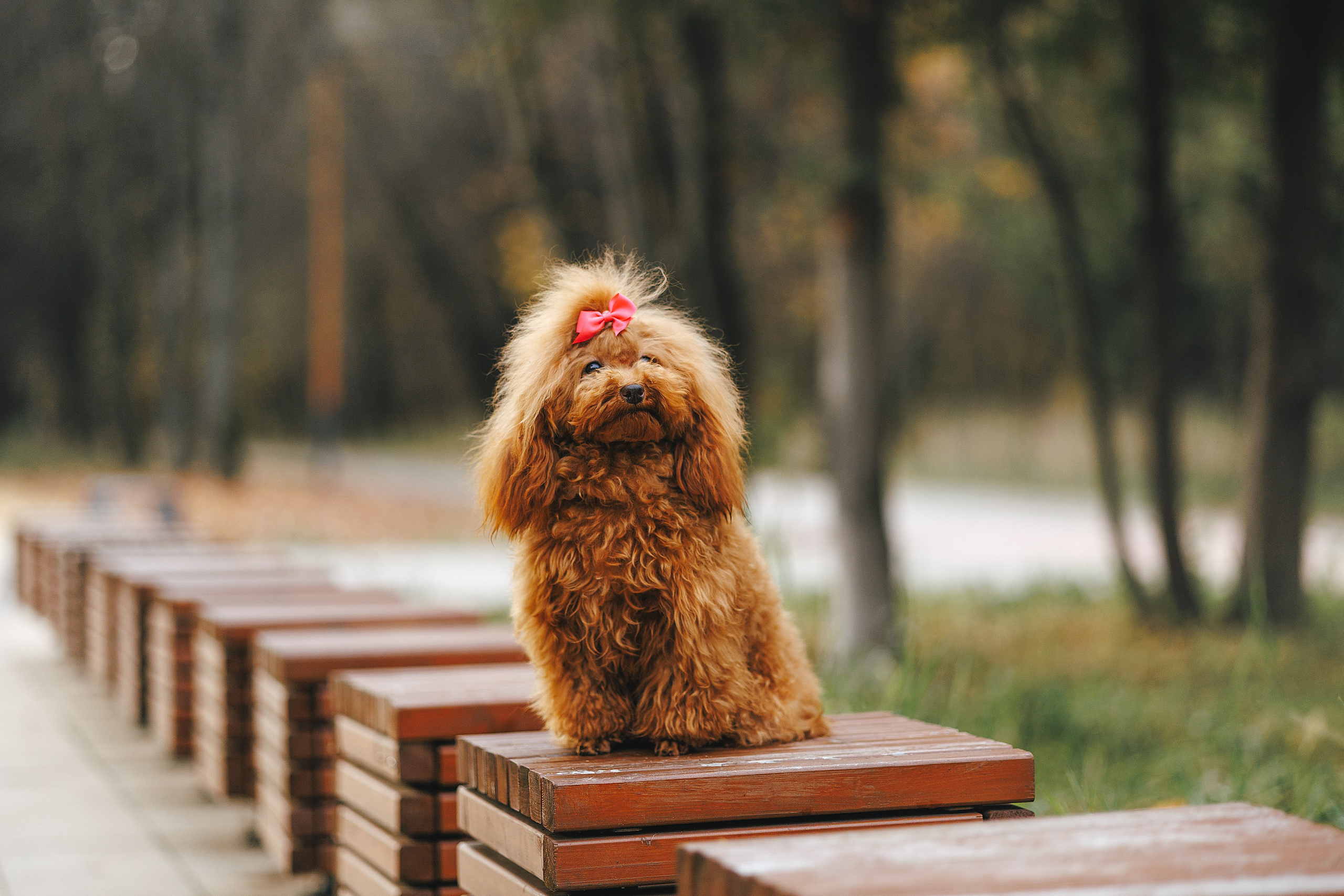 Прогулка в Кусково (в обработке). Фотограф Анималист в Москве Анастасия Жучкова