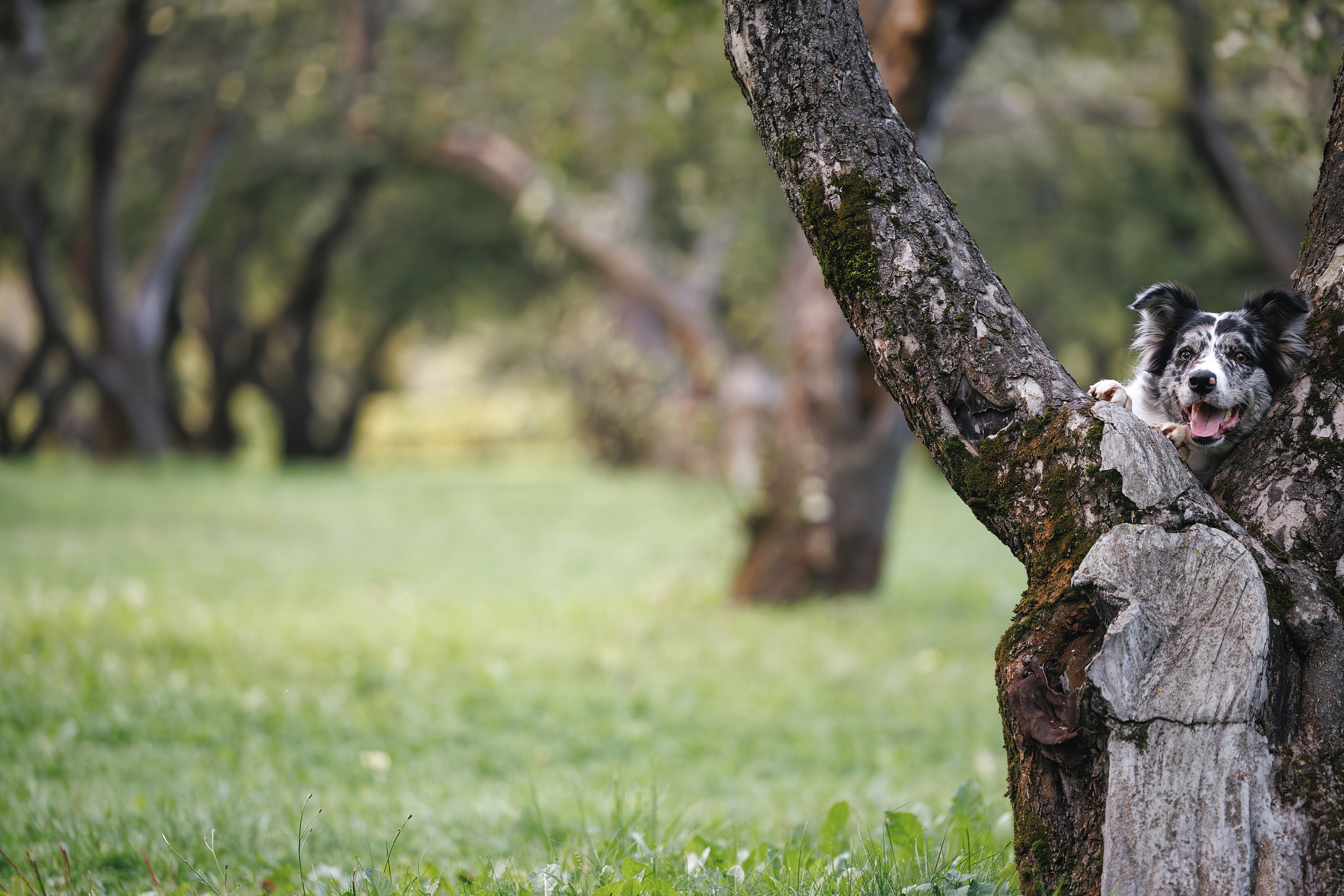 Бордер Колли. Фотограф Анималист в Москве Анастасия Жучкова