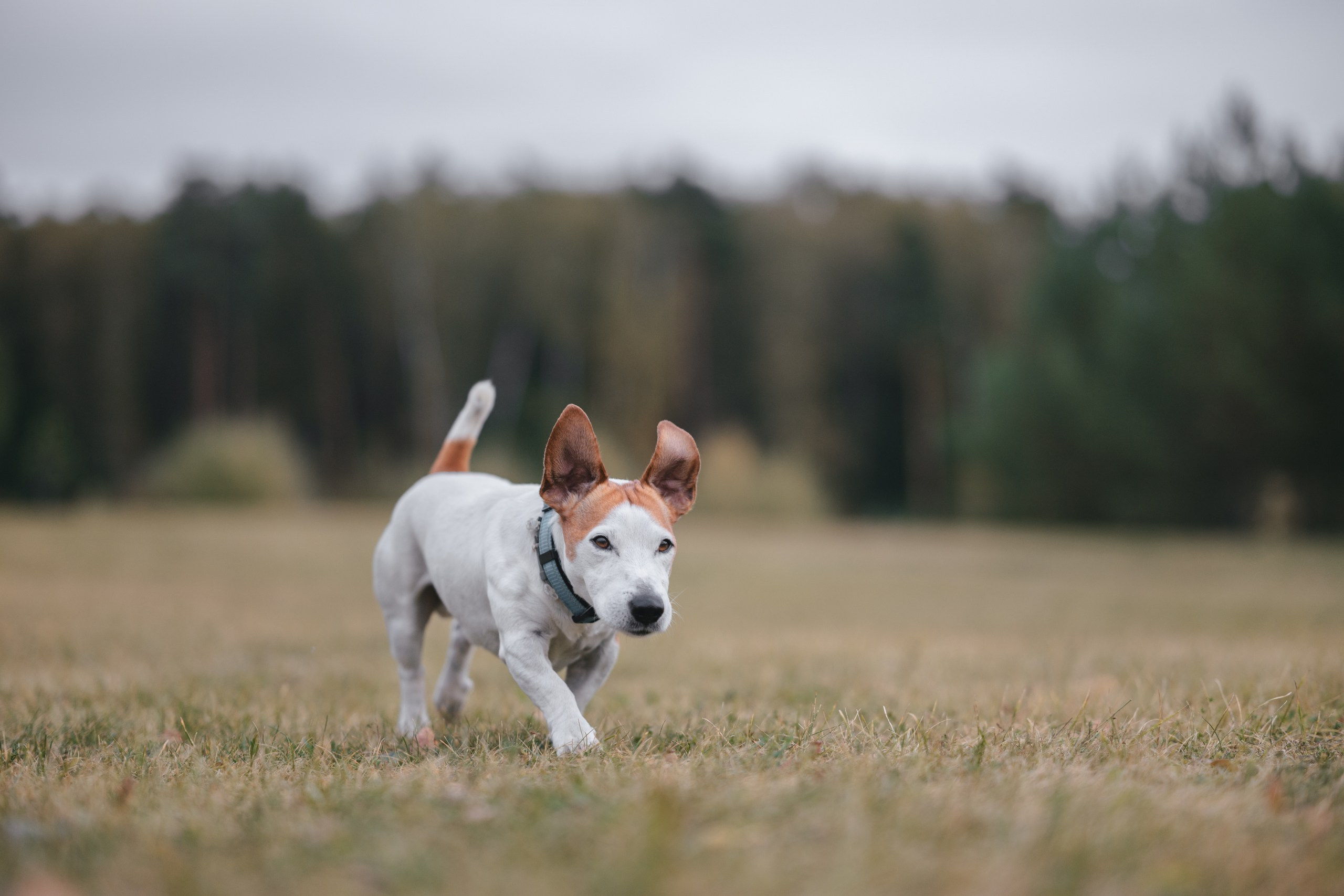 Юлиана и Риф. Фотограф Анималист в Москве Анастасия Жучкова