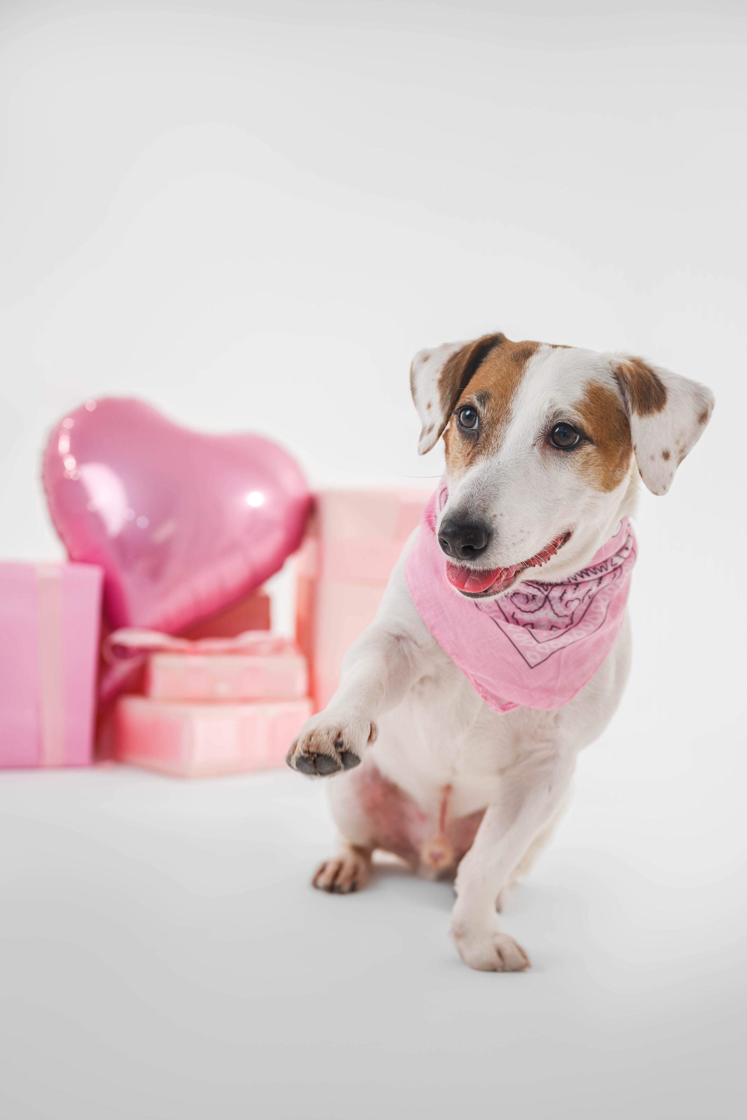 Джек Рассел. Фотограф Анималист в Москве Анастасия Жучкова