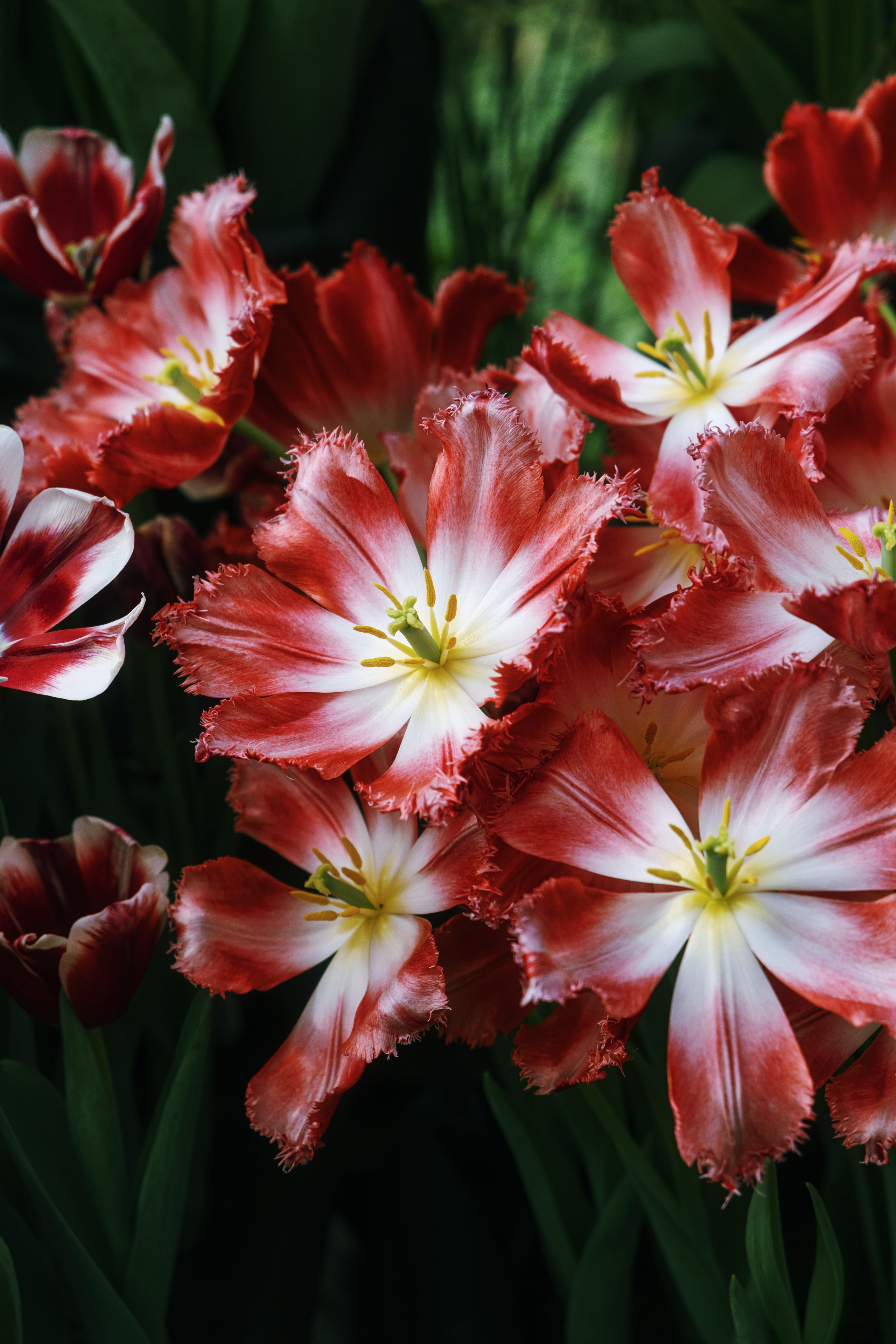 Тюльпаны крупным планом, фото в отличном качестве и высоком разрешении