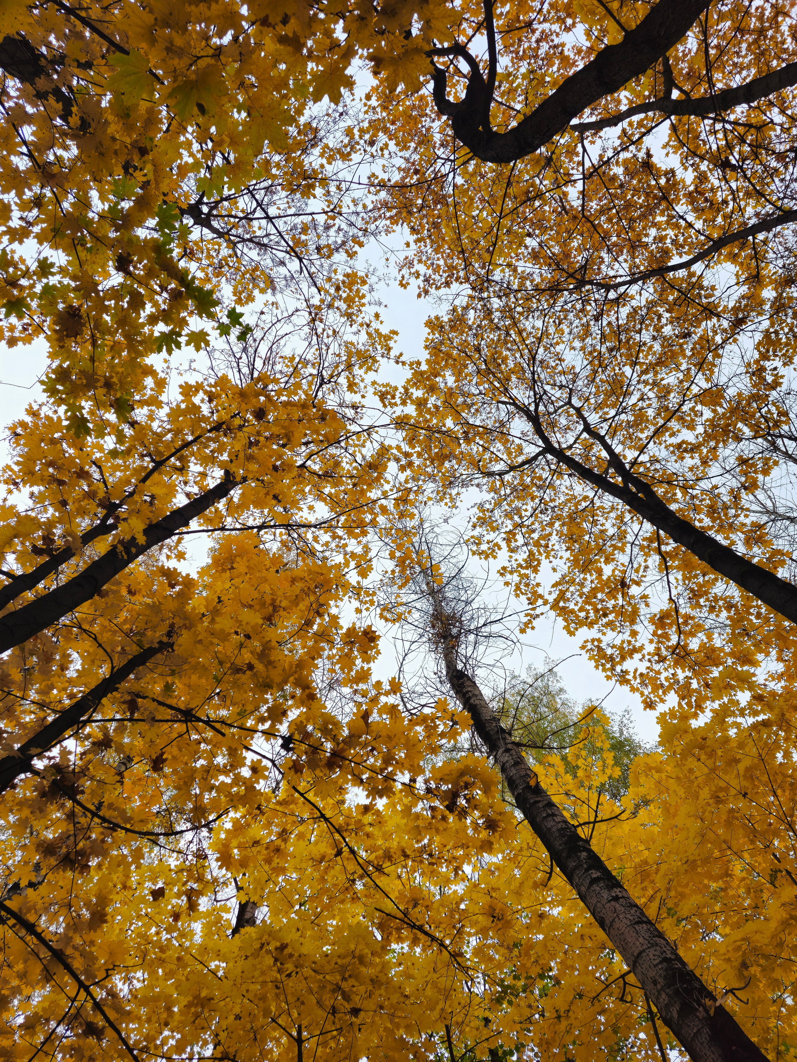 Фото золотой кроны и ветвей, снизу вверх. Осеннее золото на фоне неба. Вид снизу вверх на вершины деревьев. Черные стволы и ветви уходят вверх, обрамляя светлое небо. Густая листва ярко-желтого цвета создает эффект "золотого купола".