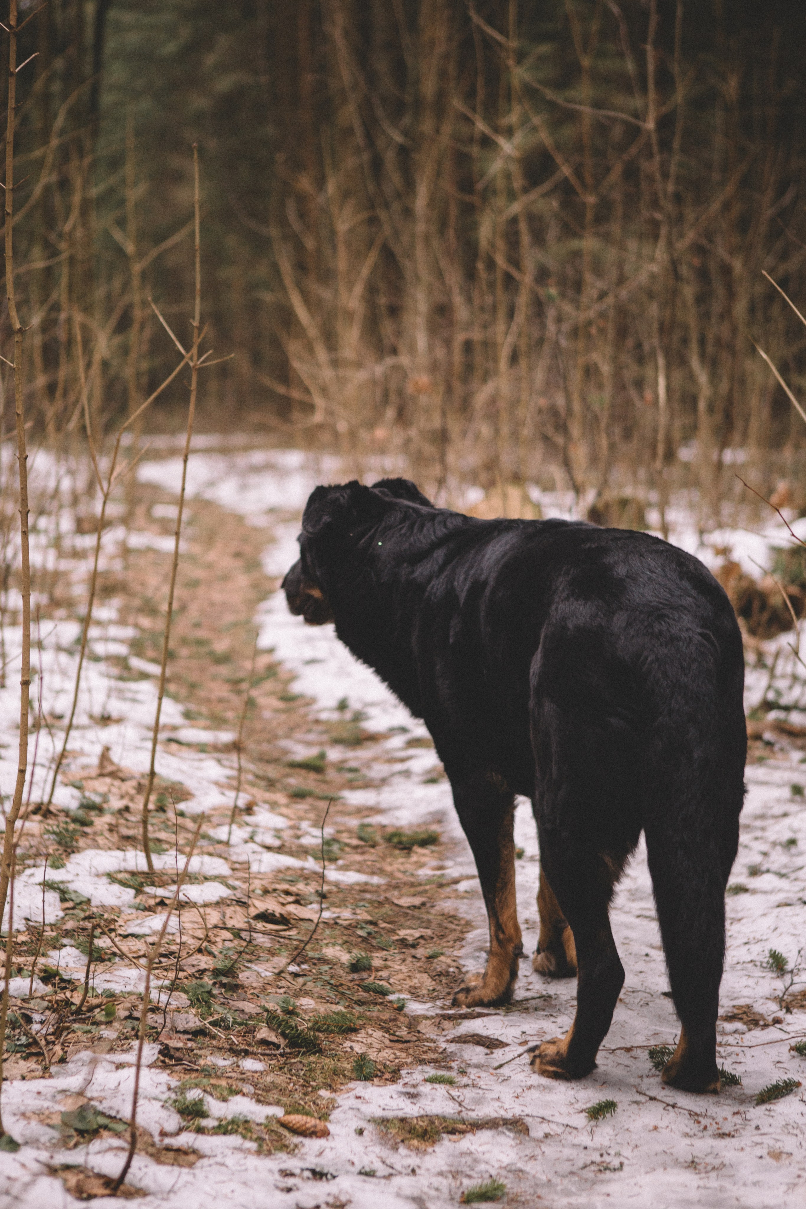 Alyona & Felix. Portrait, family and pet photographer in Cyprus, Ksenia Bourdelle