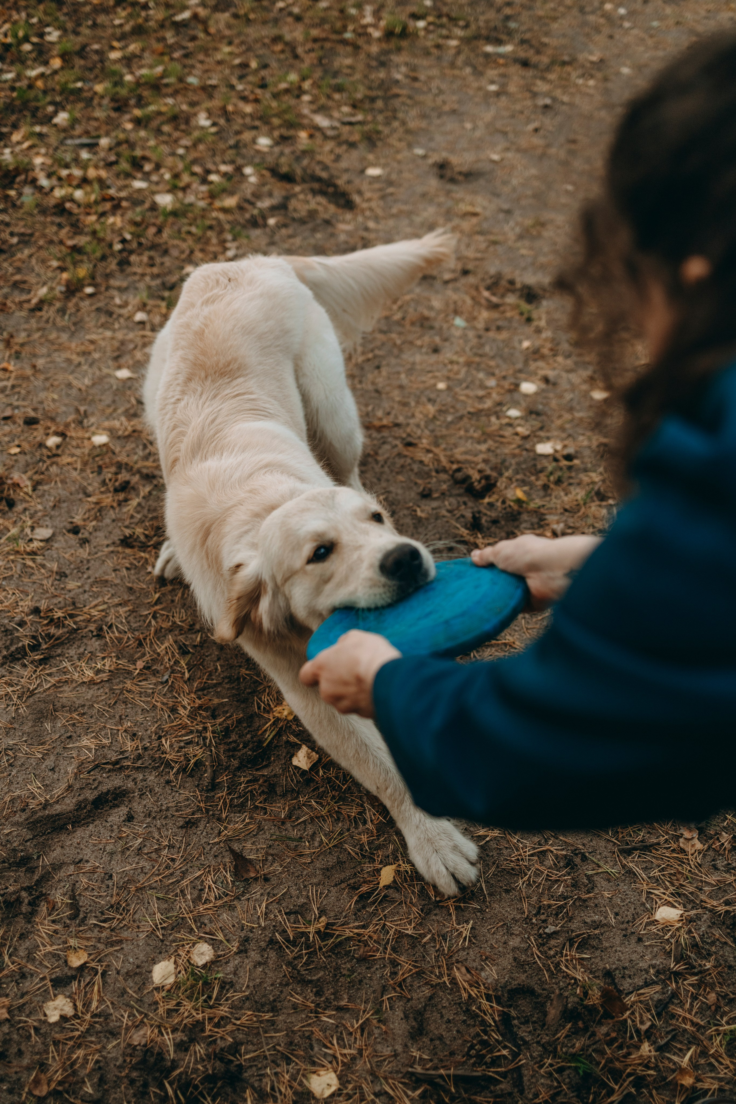 Прогулка Насти с Арчи и Арагоном. Фотограф-анималист в Санкт-Петеребурге Титова Алиса