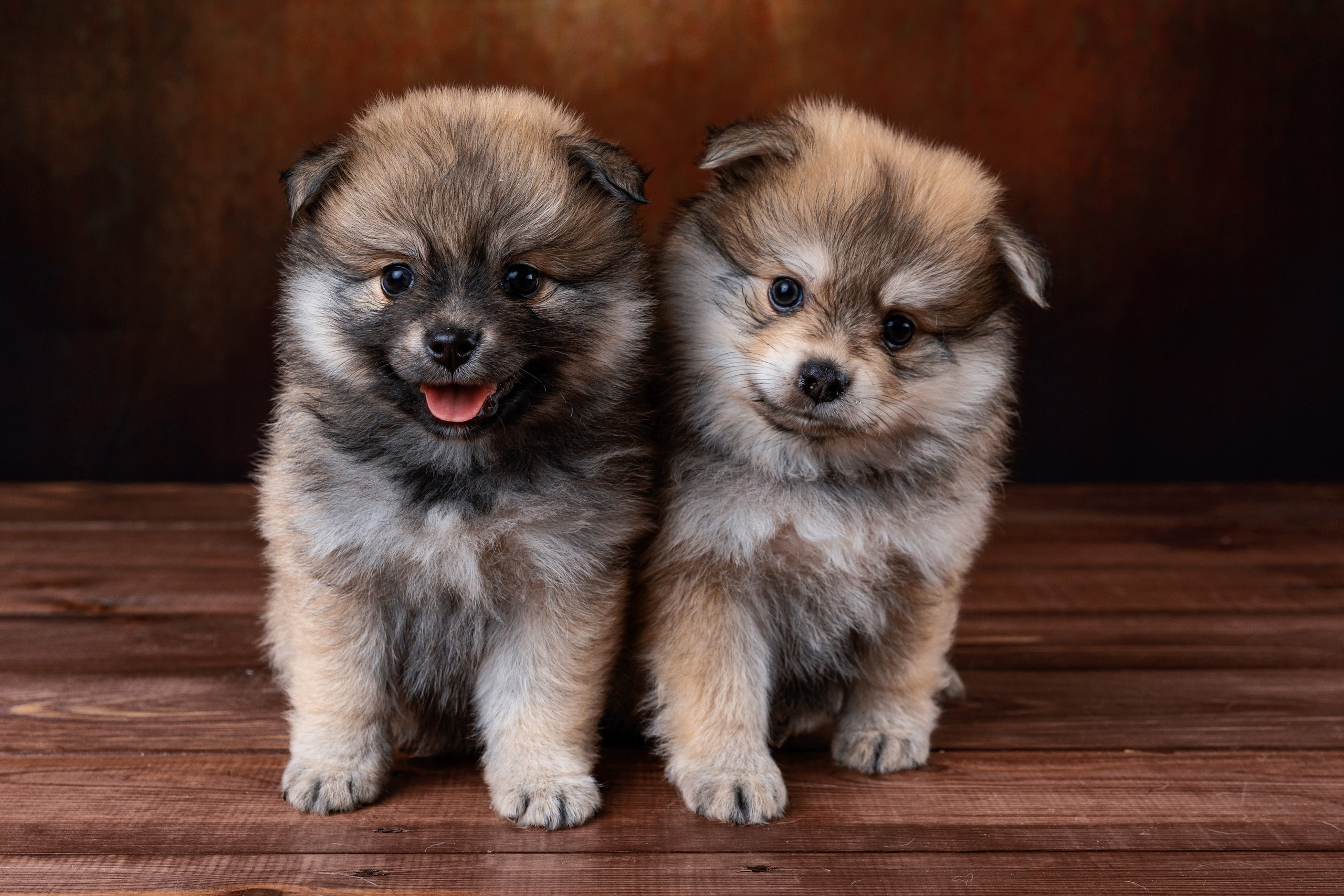 Портреты питомцев. Фотограф Ирина Бобрешова. Коряжма