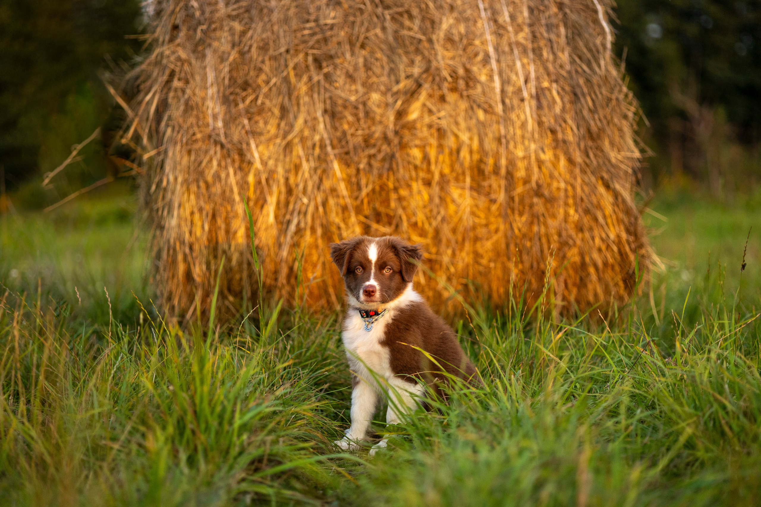 Съемка щенка. Анастасия Белаш