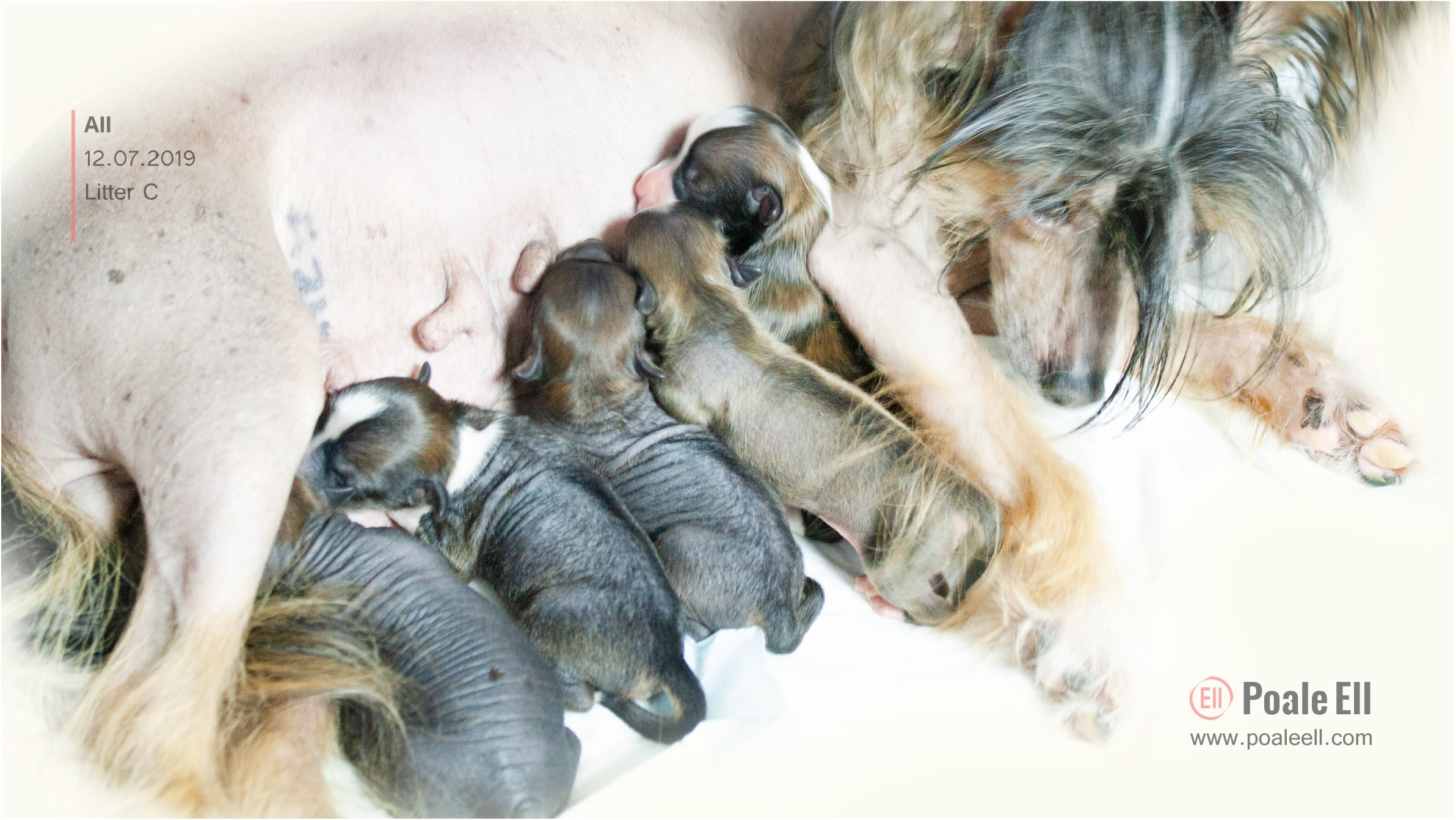 Litter C. Chinese Crested Dog Kennel Poale Ell