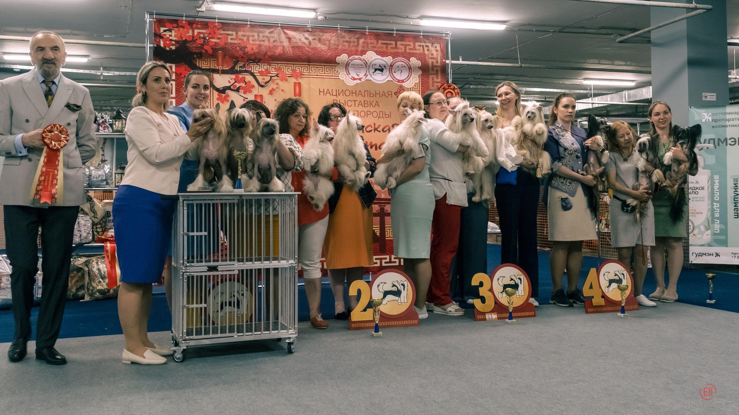 Национальная выставка китайских хохлатых собак 2023. Питомник китайских хохлатых собак Poale Ell: купить щенка