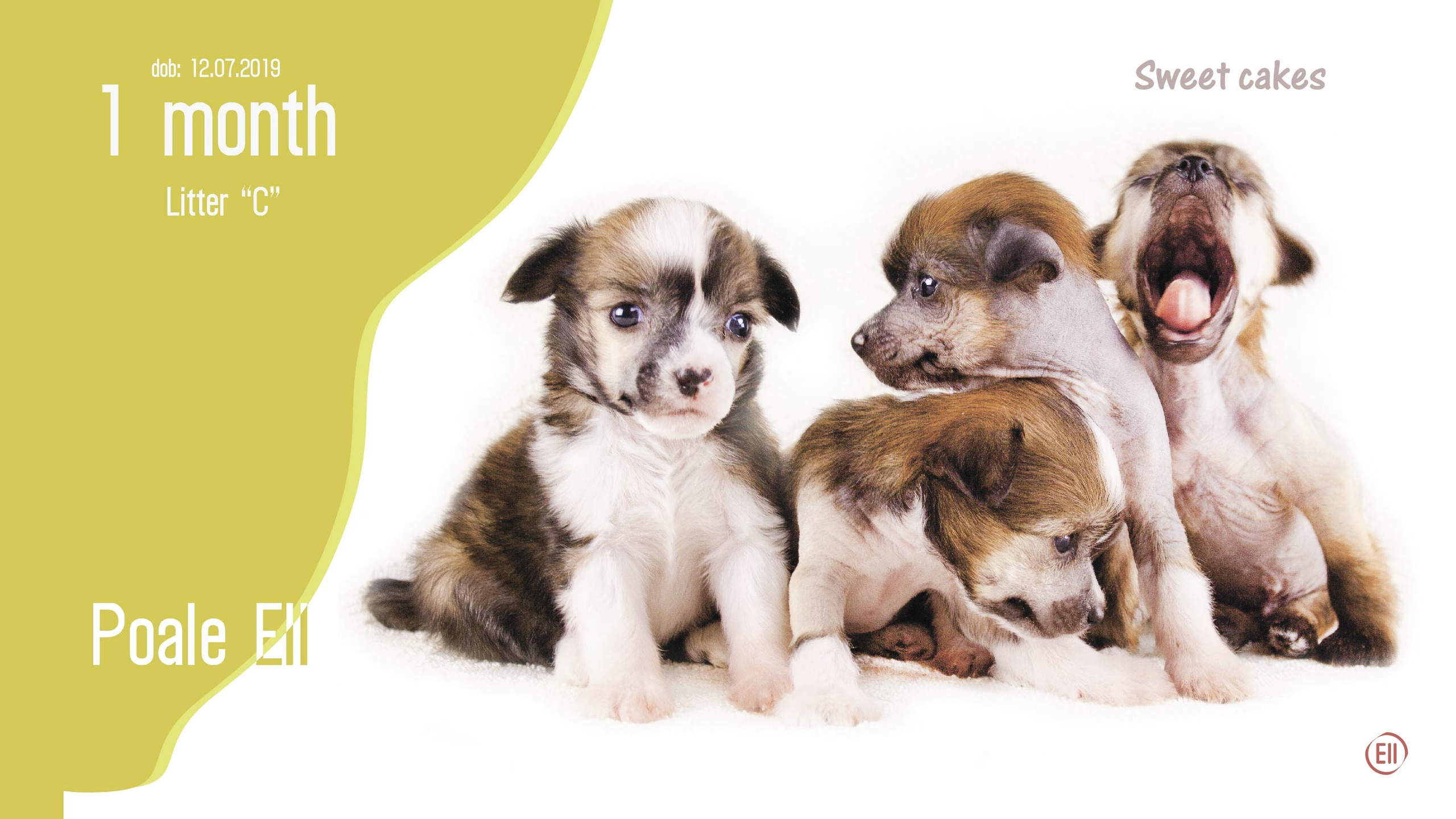 Litter C. Chinese Crested Dog Kennel Poale Ell