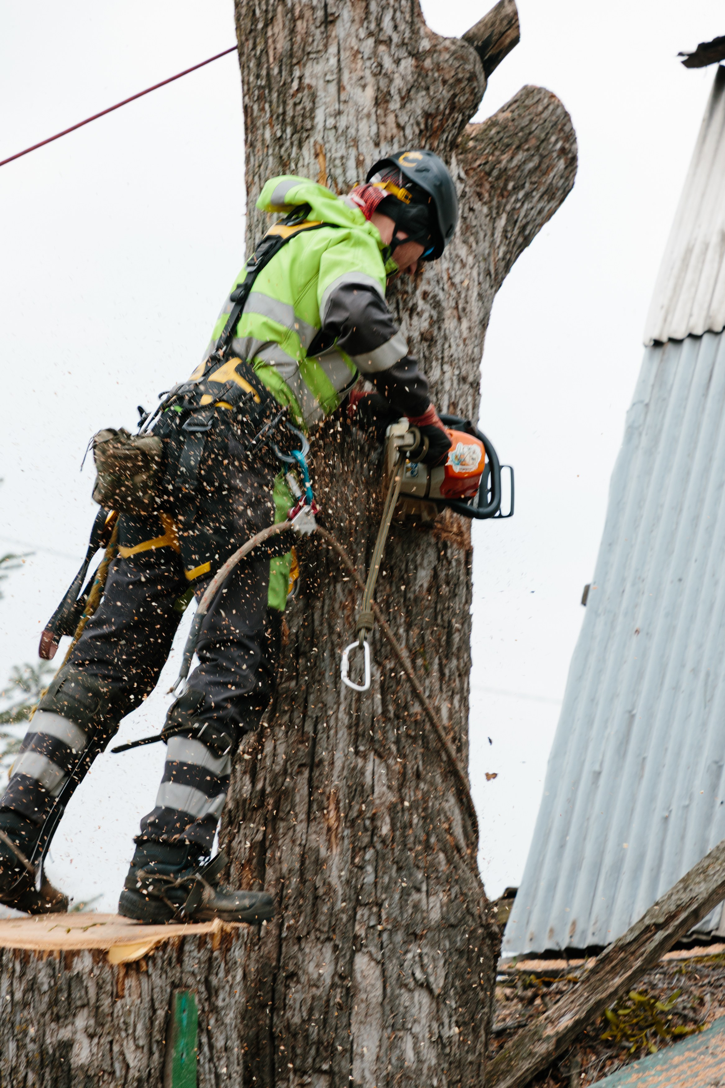 Арборист. Семейный фотограф в Хабаровске Катаева Ольга