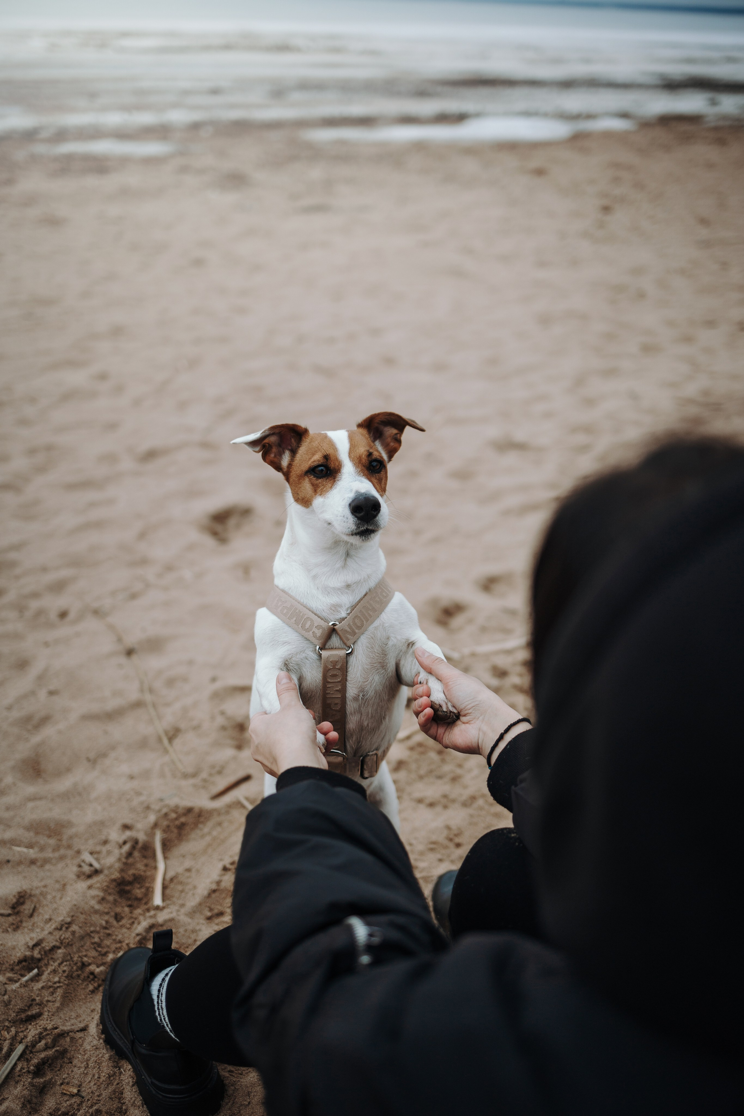 Саша и Джеки. Фотограф — Анималист | Санкт-Петербург