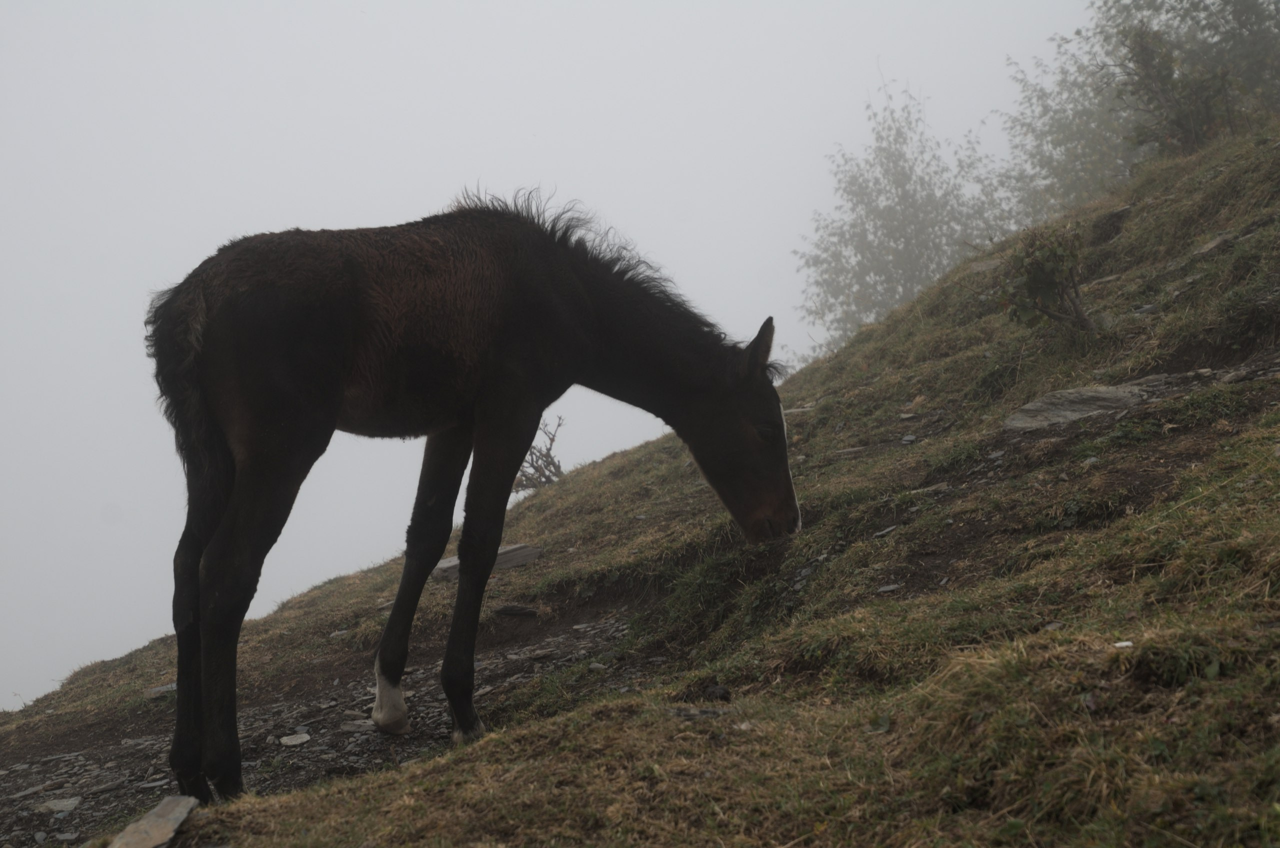 Грузия | 22-25.09.2017. Галерея Фантим