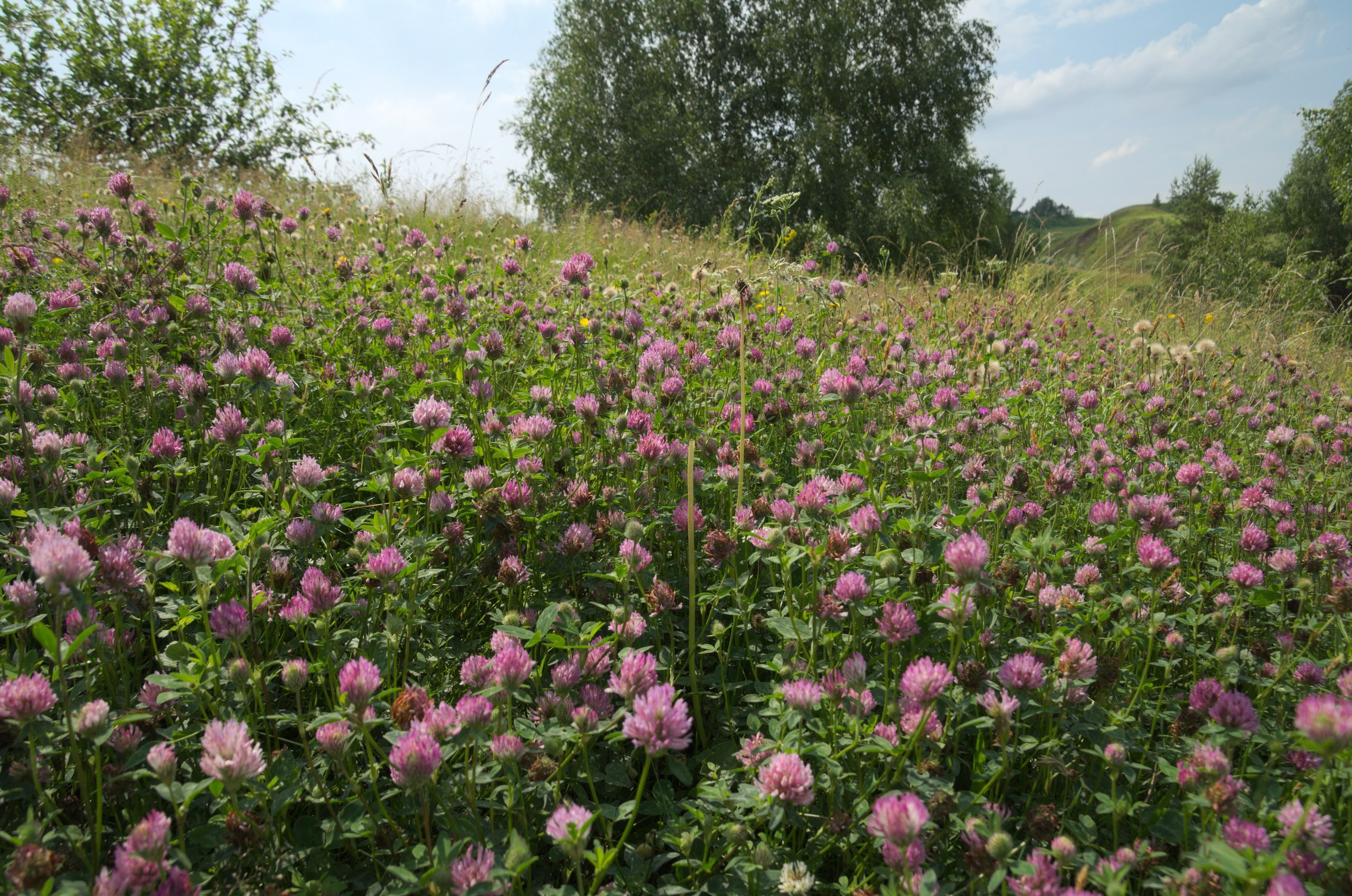 Константиново | 16.07.2017. Галерея Фантим