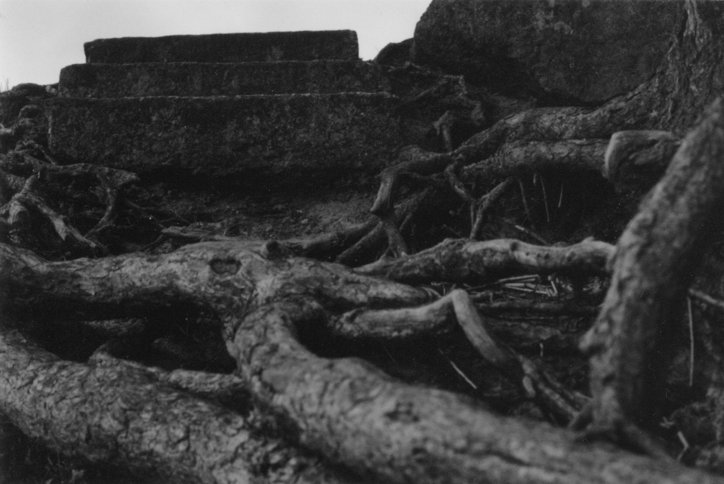 Meanwhile. Елена Цихон художник фотографии и мастер фото-ДНК