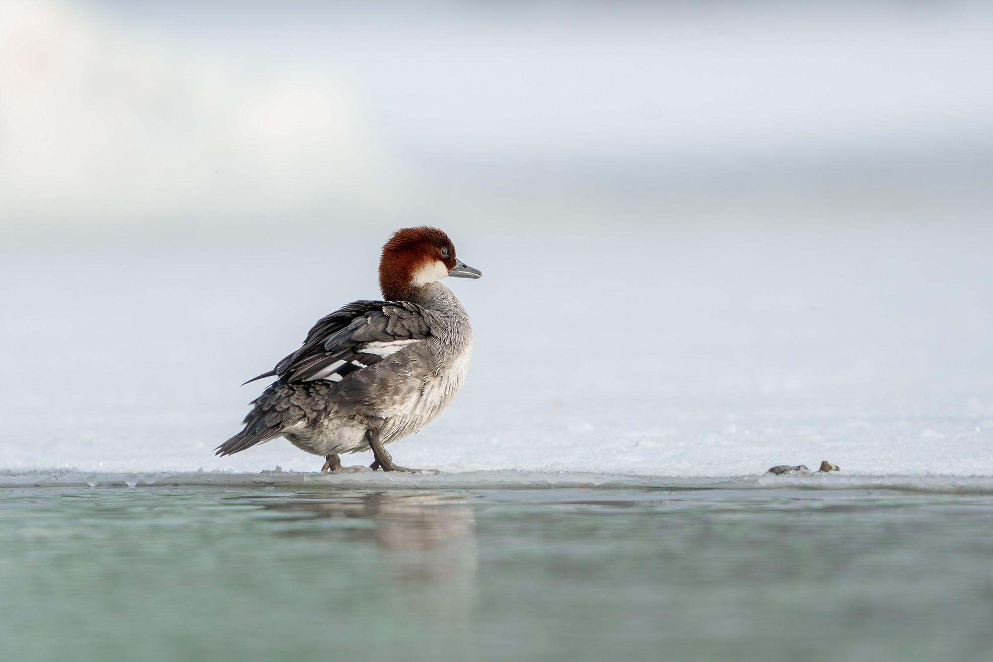 Удивительные мир птиц. Вокруг нас столько прекрасного — присмотритесь!. Ваш личный фотограф Марина Волкова