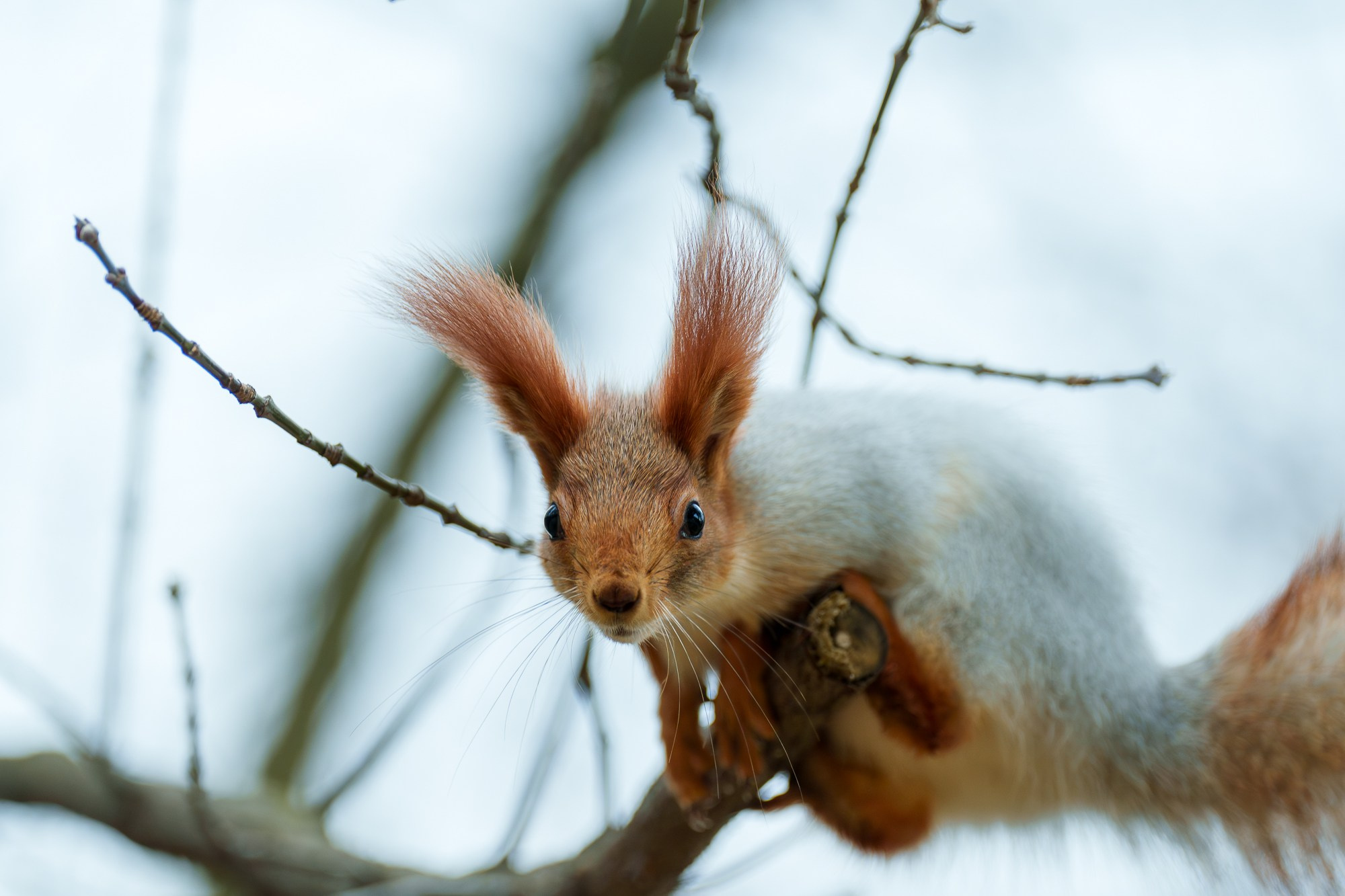 Животные. Ваш личный фотограф Марина Волкова