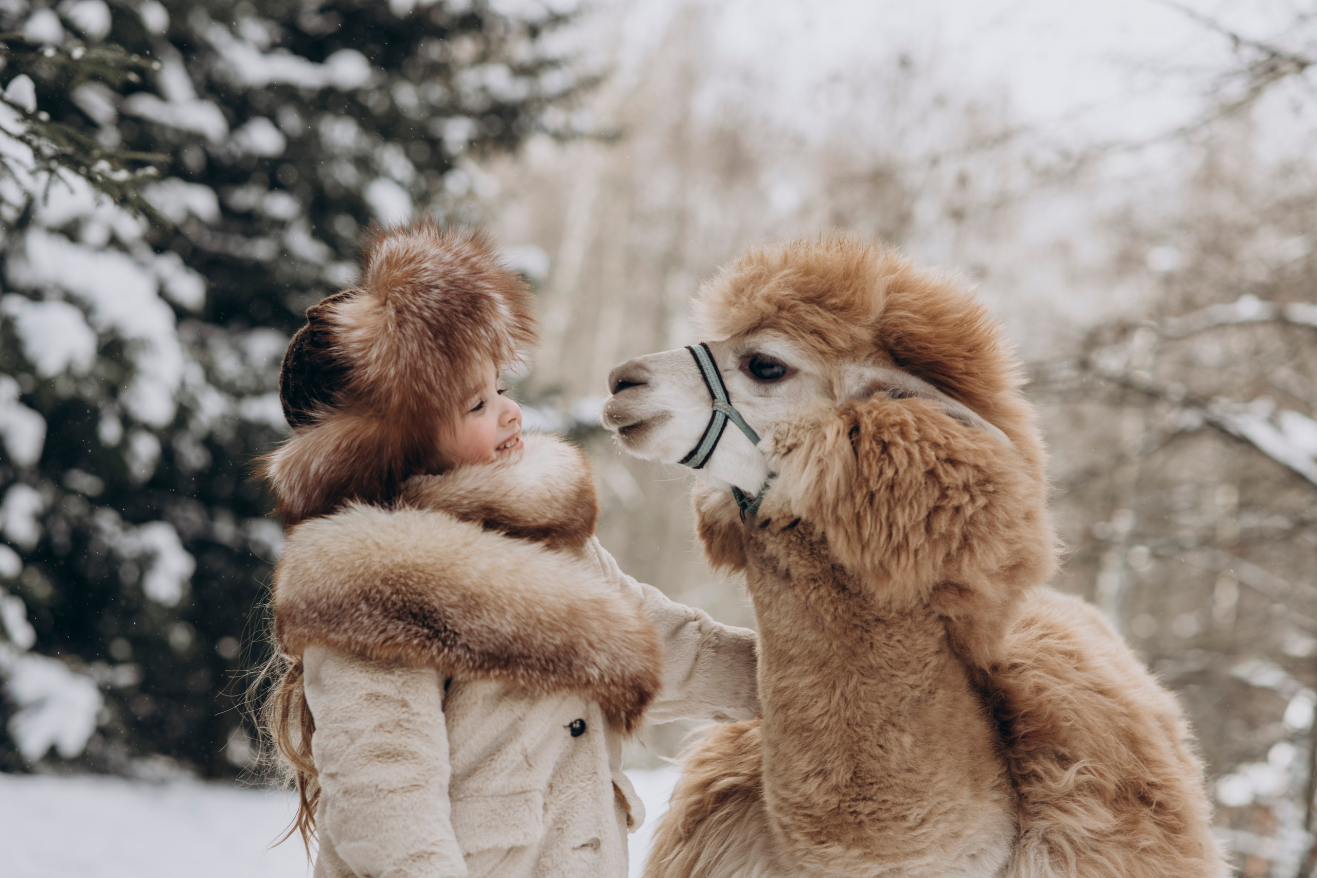 Зимняя фотосессия с Альпаками. Свадебный фотограф в Дмитрове