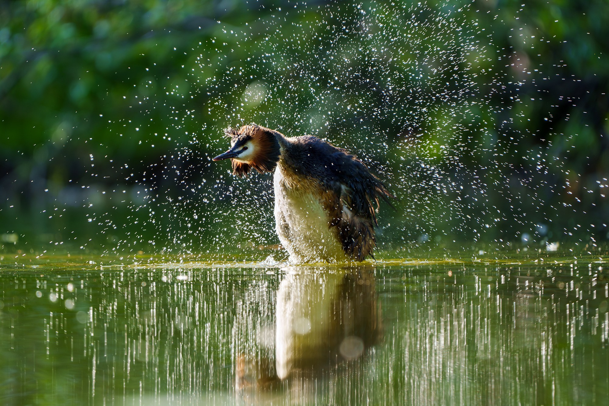 Удивительные мир птиц. Вокруг нас столько прекрасного — присмотритесь!. Ваш личный фотограф Марина Волкова