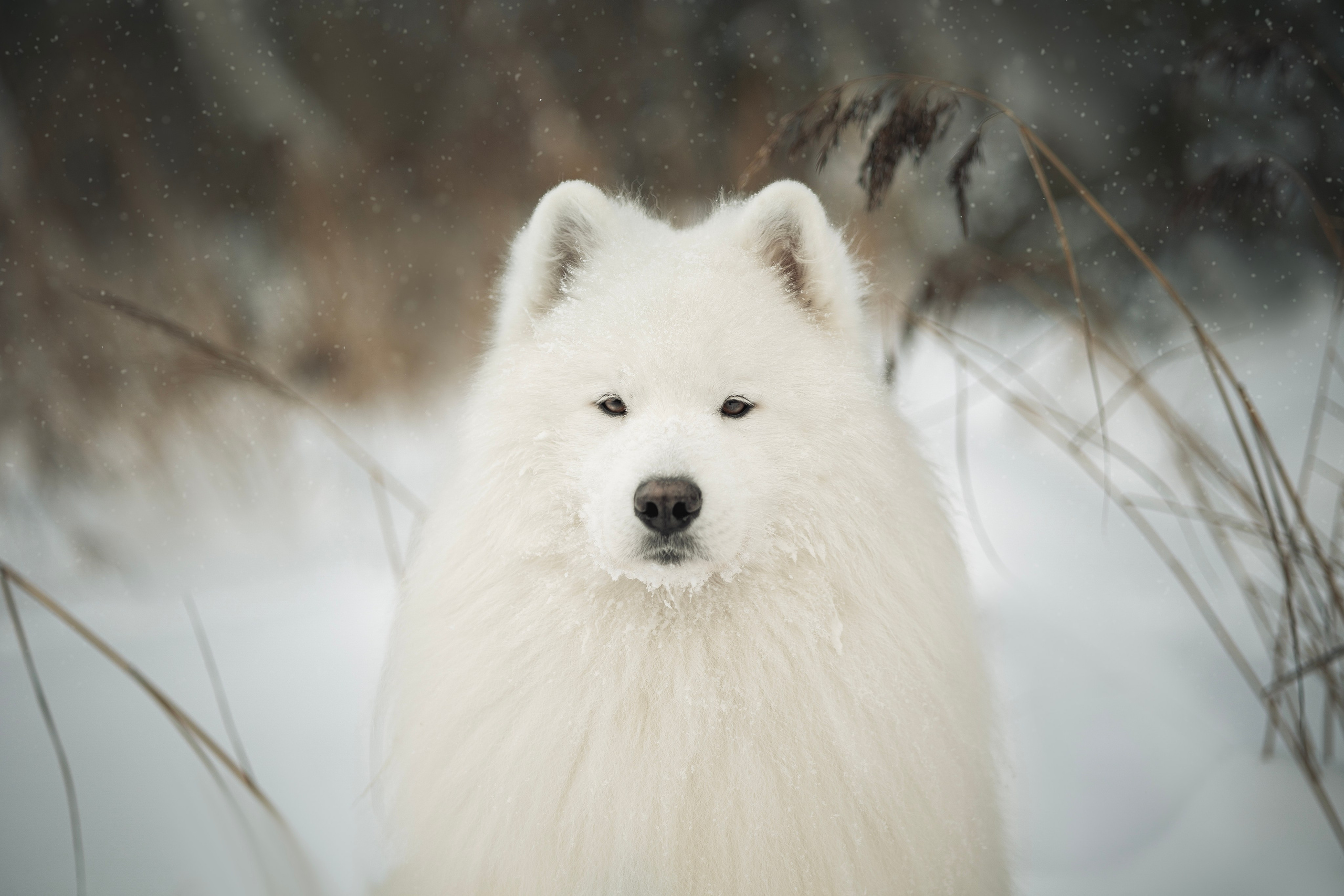 Фото собак, животных зимой. Фотограф анималист в Москве Майорова Евгения