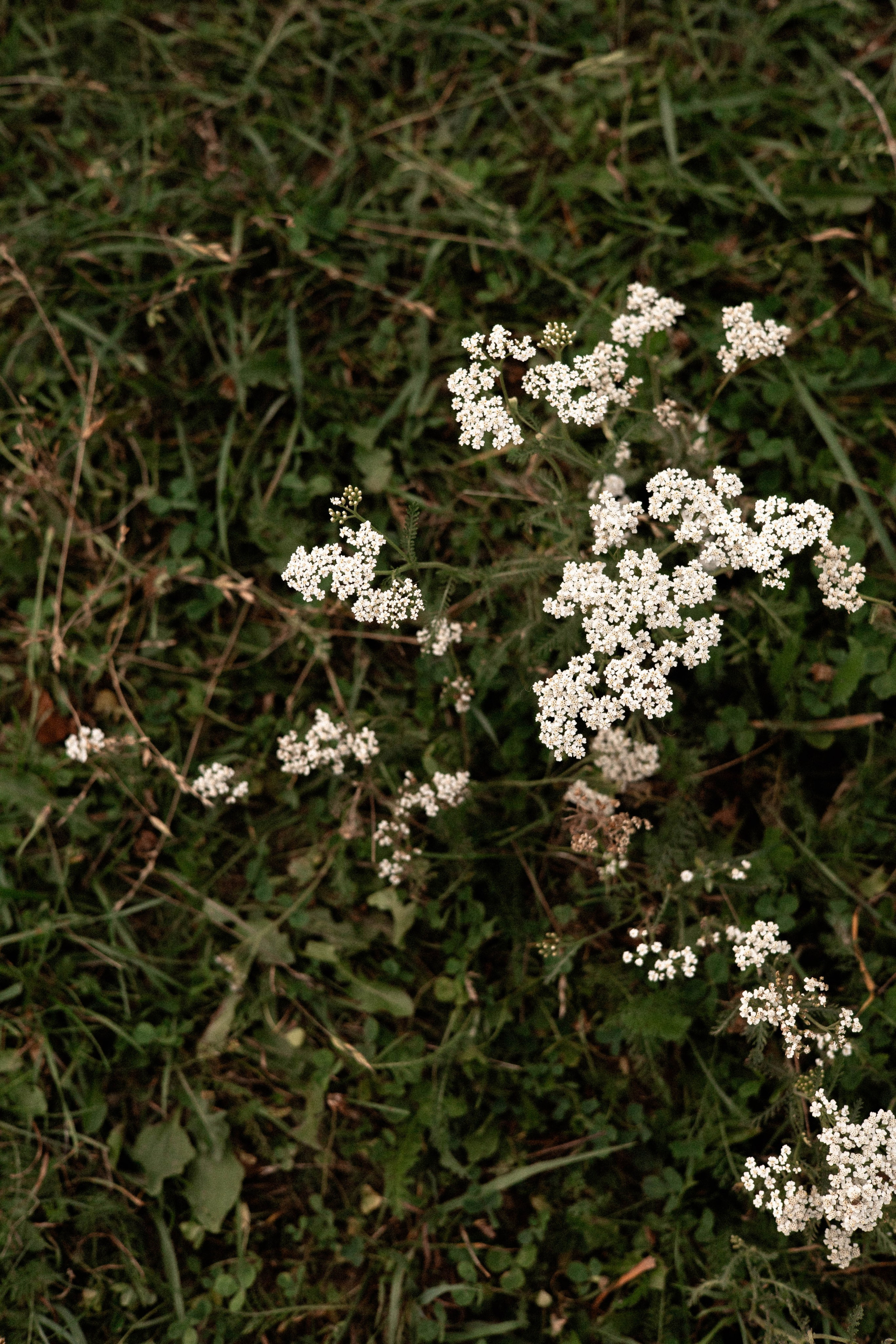 Давид, Настя и Дима. Свадебный и портретный фотограф Соломко Диана