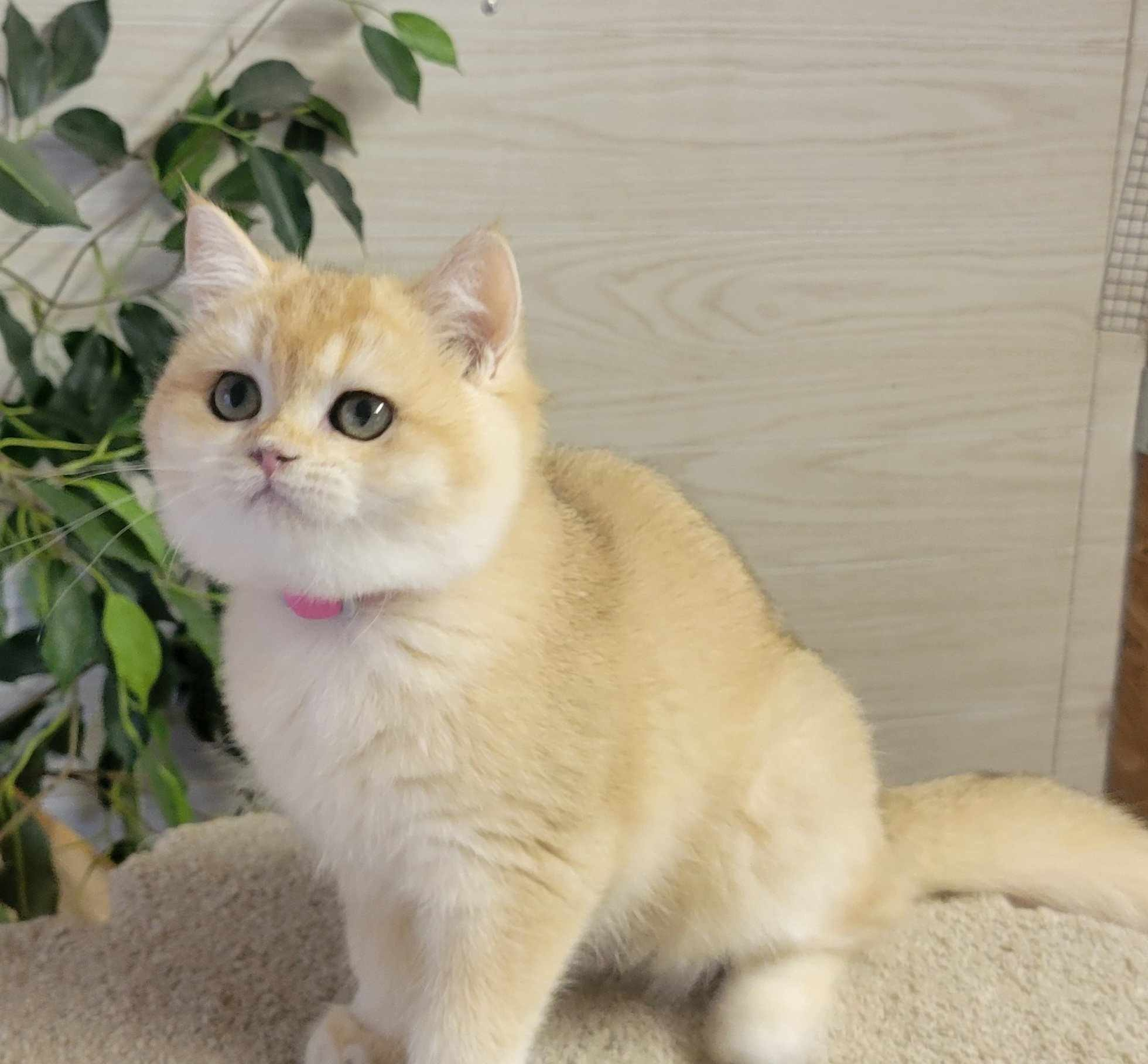 Miki, female, DB 06.14.24, sold. British shorhair Cats